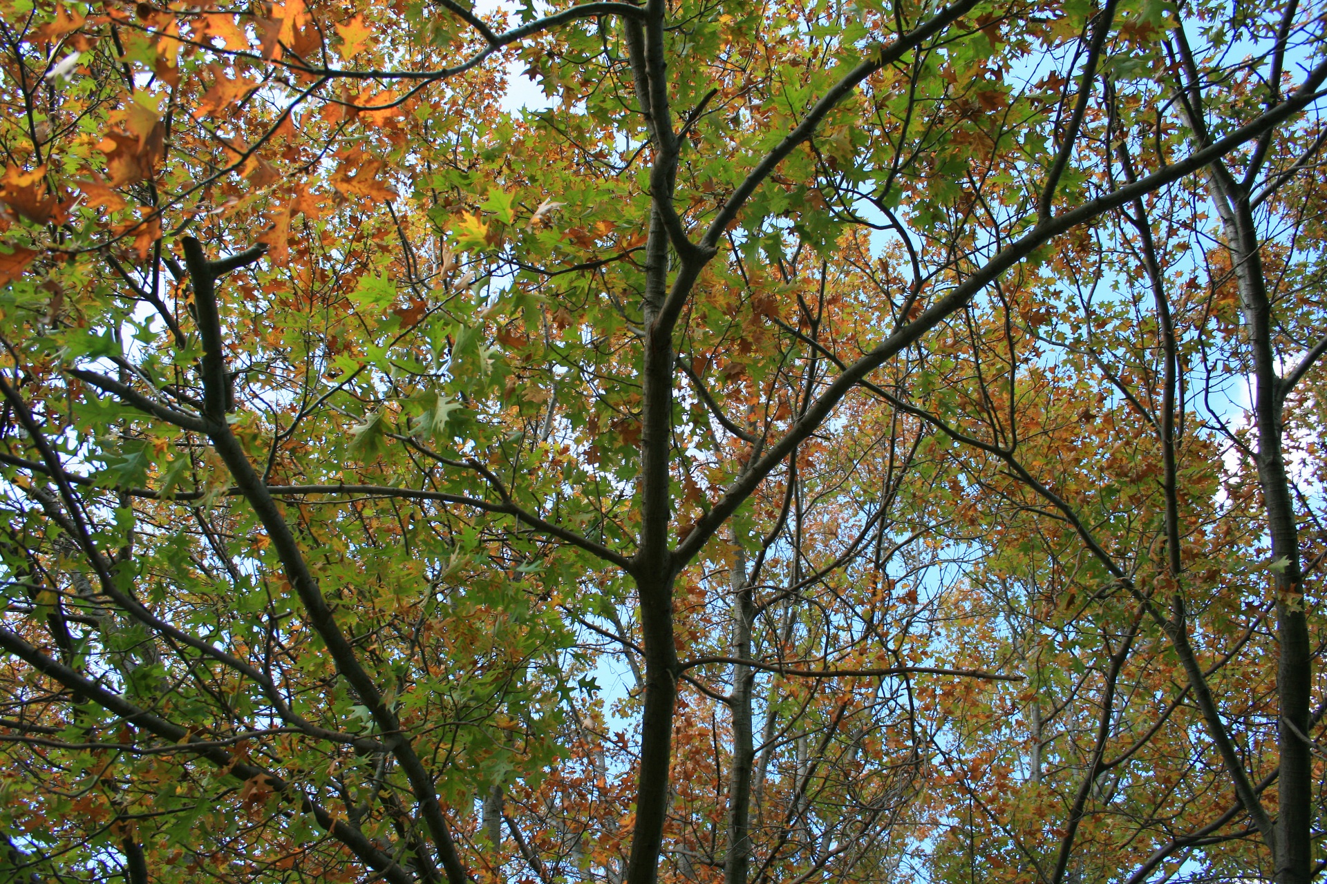 秋は木に葉