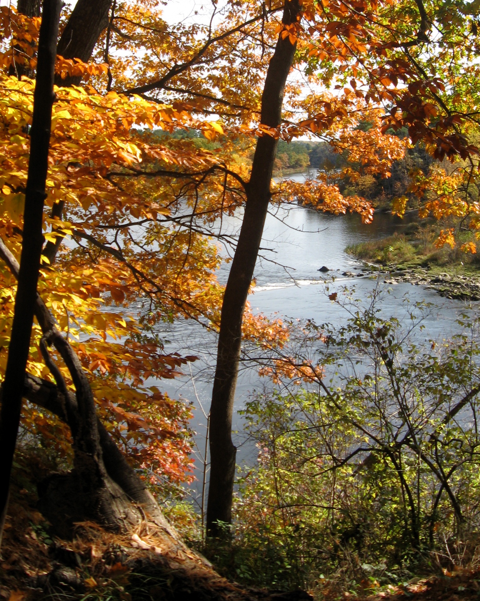 Autumn Trees And River