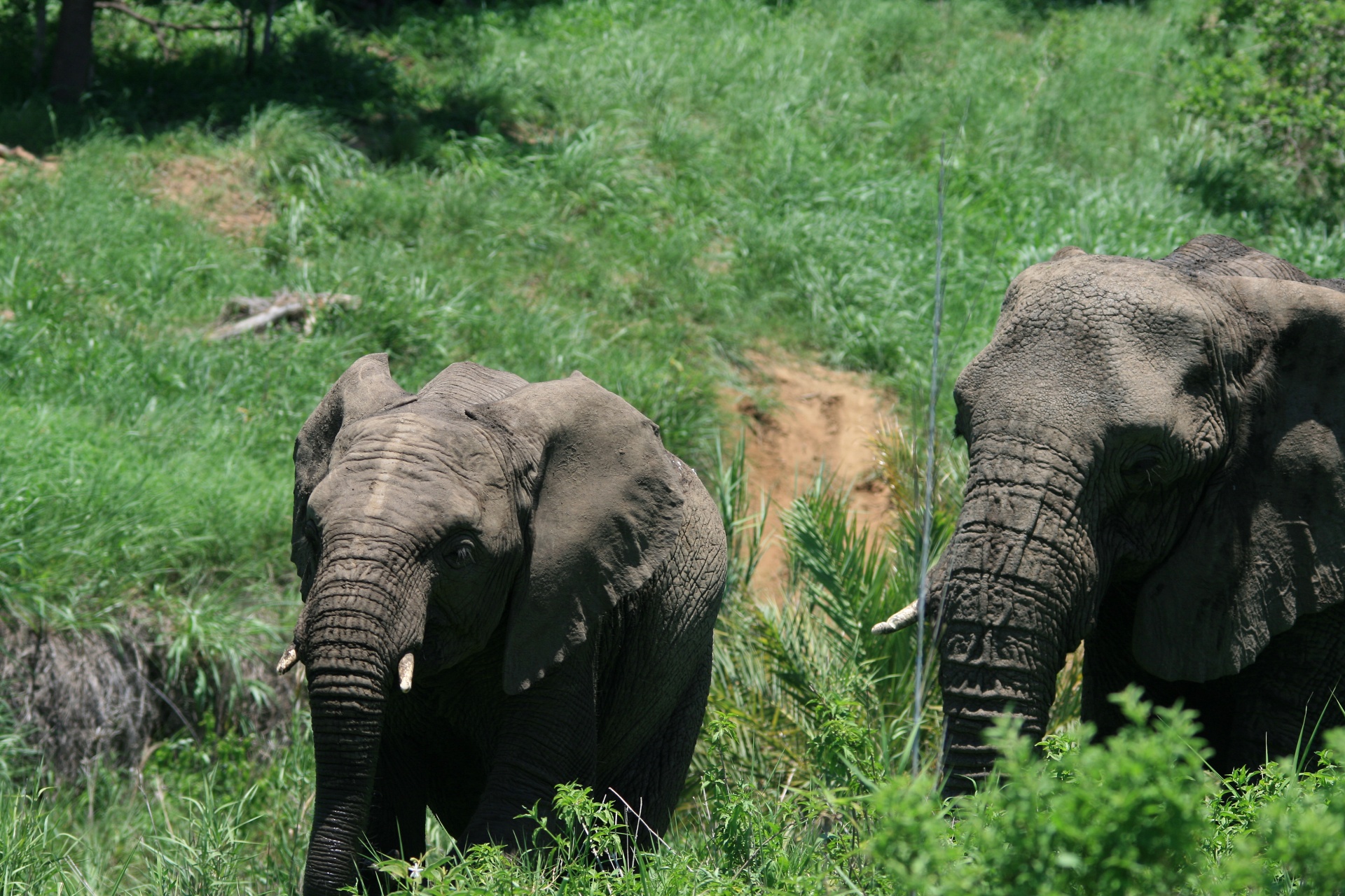 Baby African Elephant And Adult