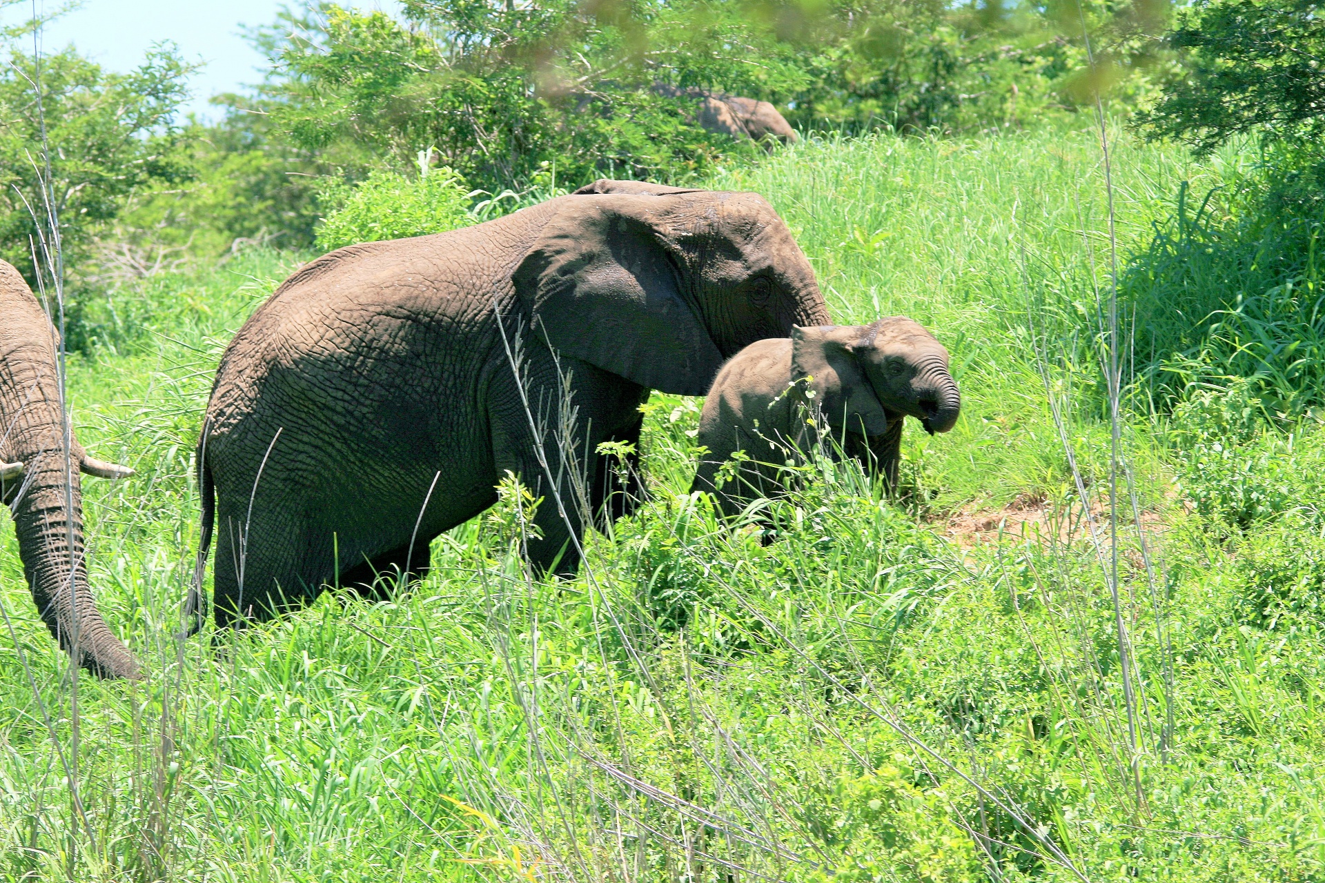 Elefante africano bebê com rebanho