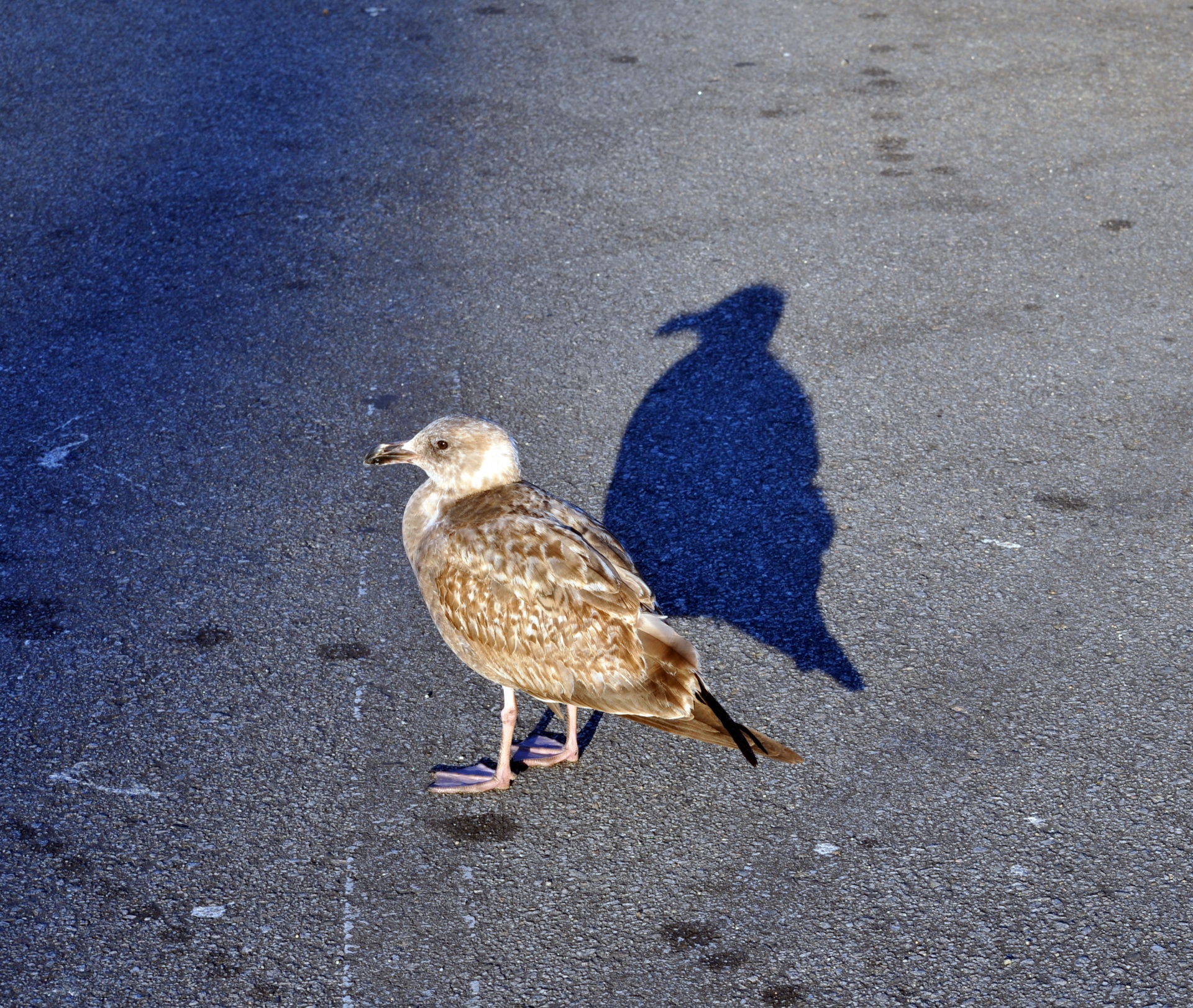 Bebê Sea Gull na sua sombra