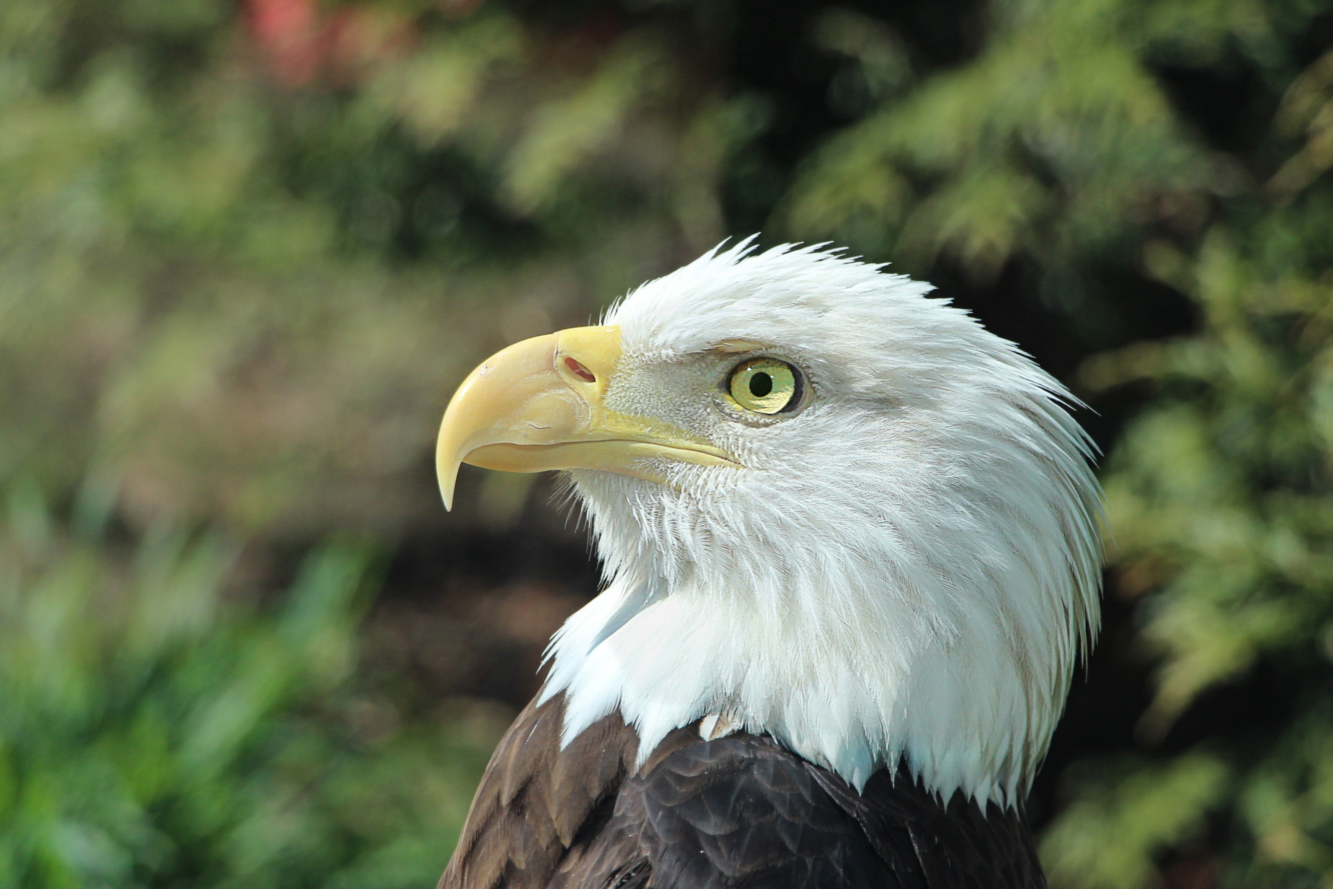 Bald Eagle Portrait 1