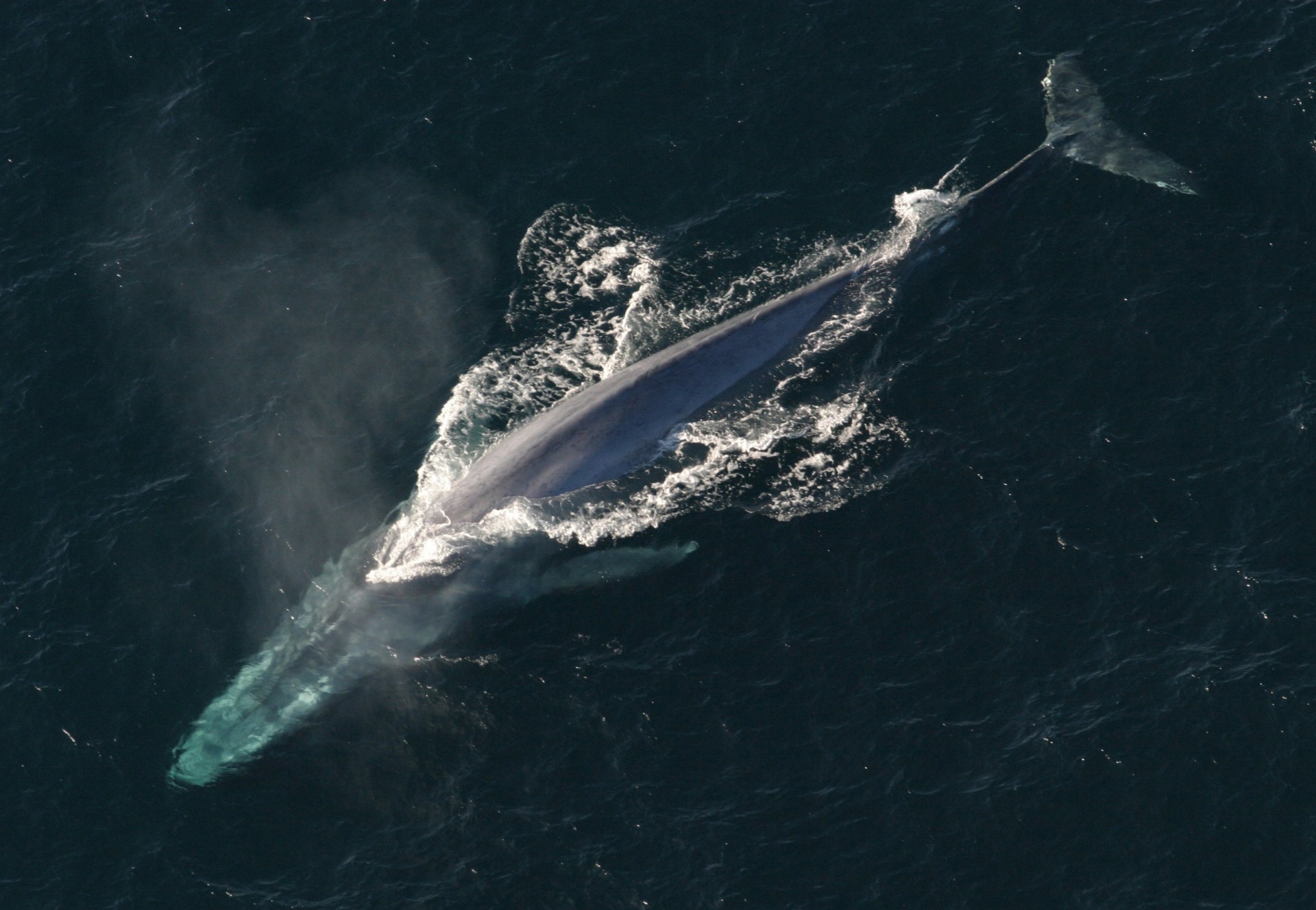 La ballena azul, la ballena azul
