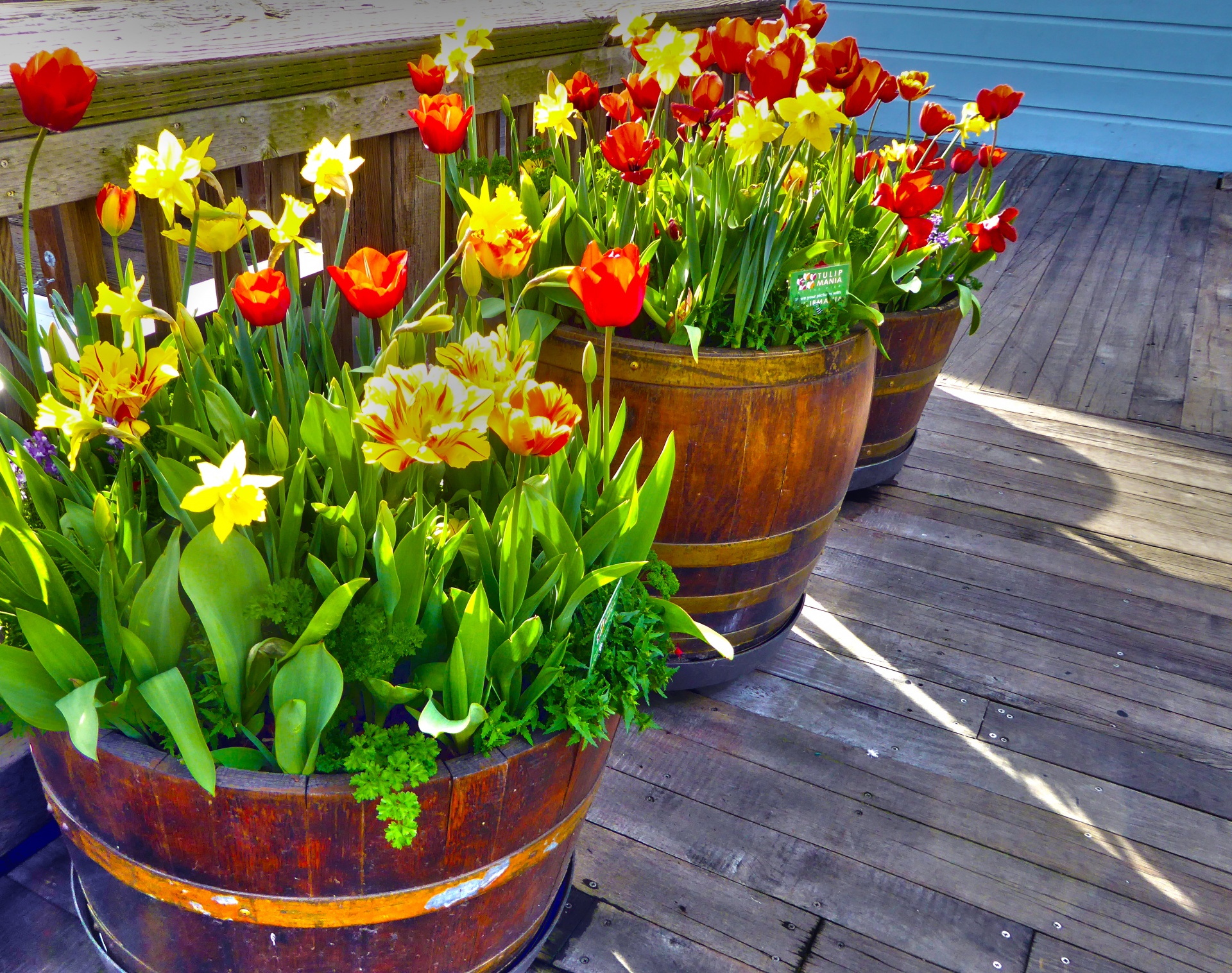 Barriles de tulipanes