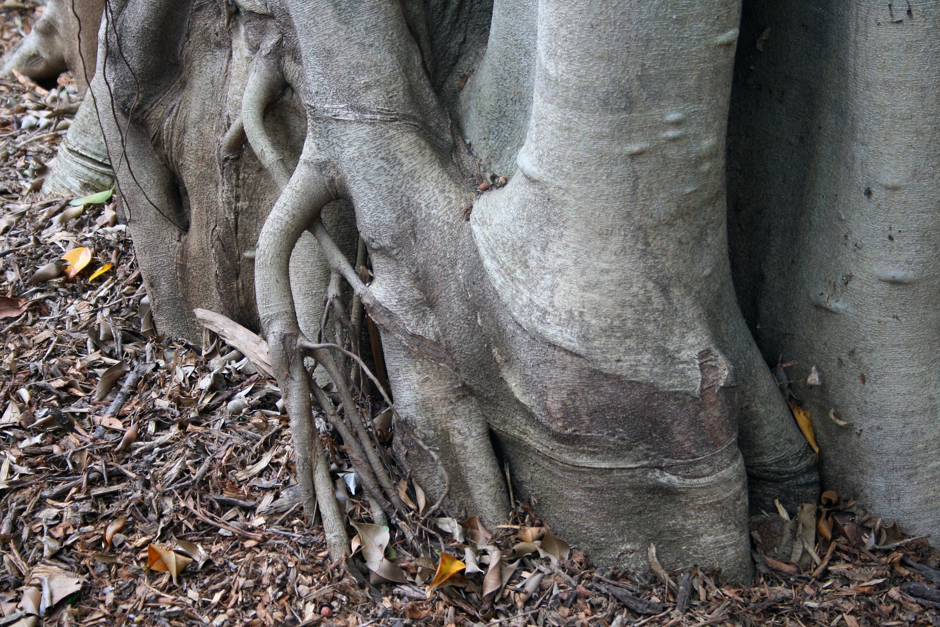 Base do tronco de árvore