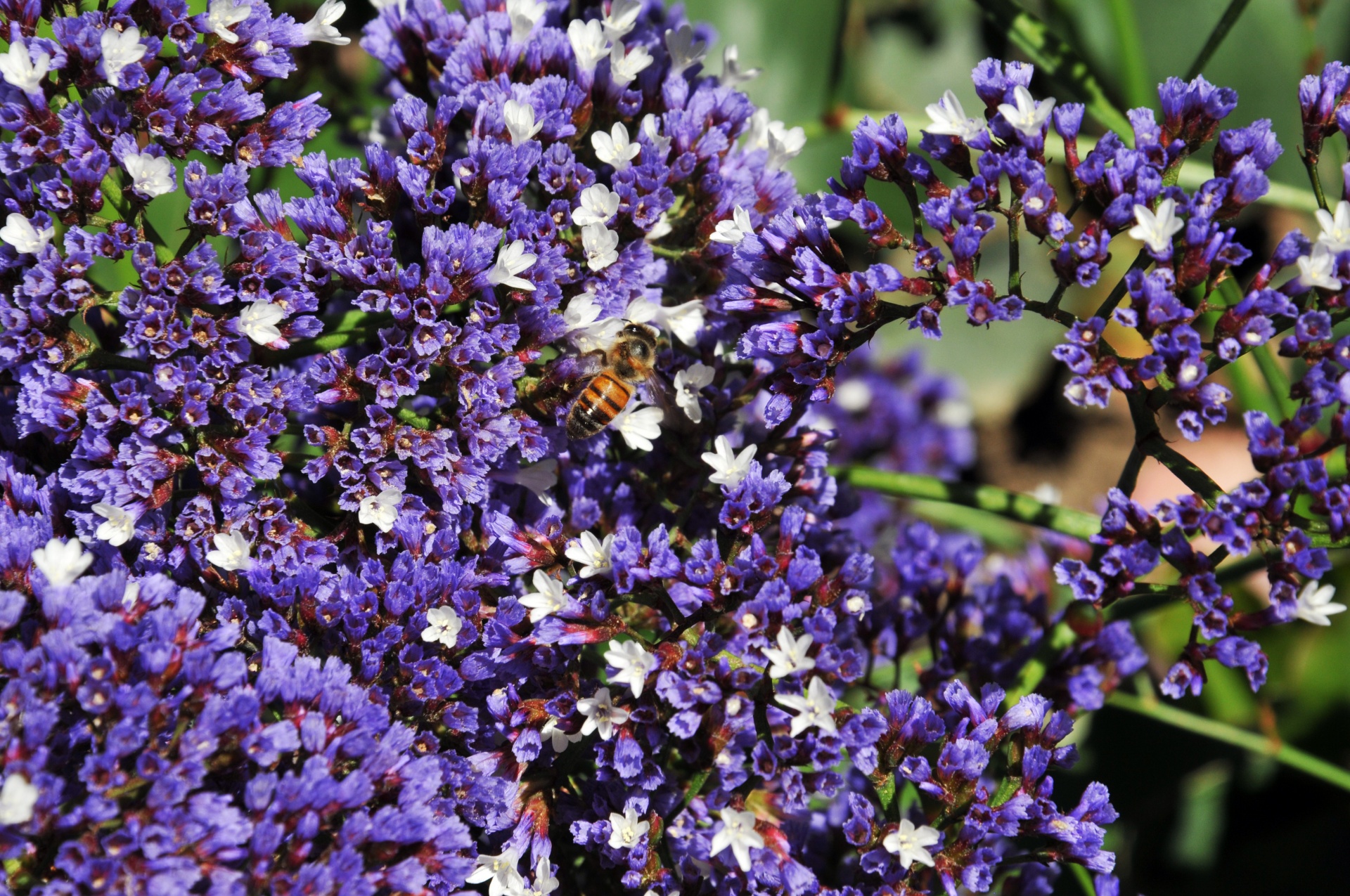 紫色の花に蜂
