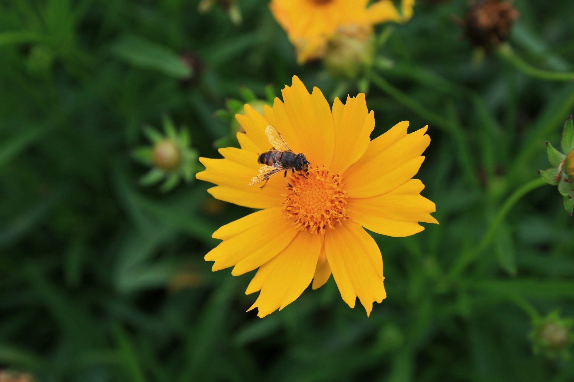 Bee On Yellow Daisy
