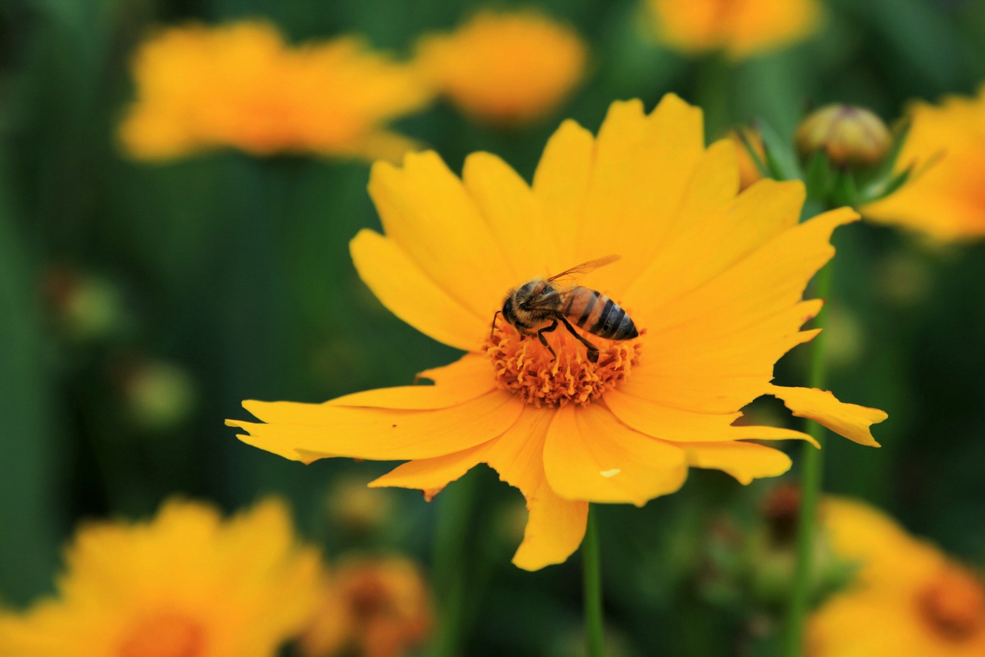 Bee On Yellow Daisy 3