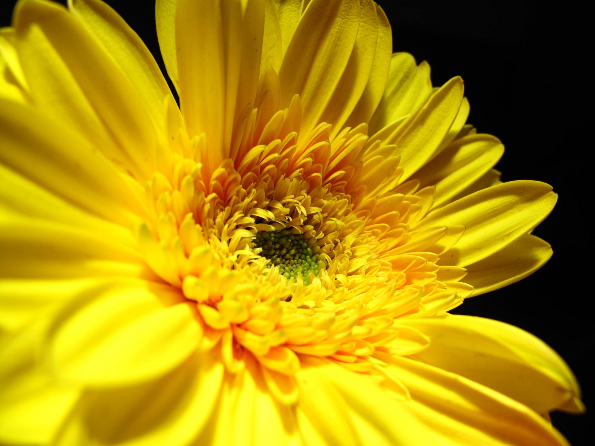 美しい黄色の花、デイジー