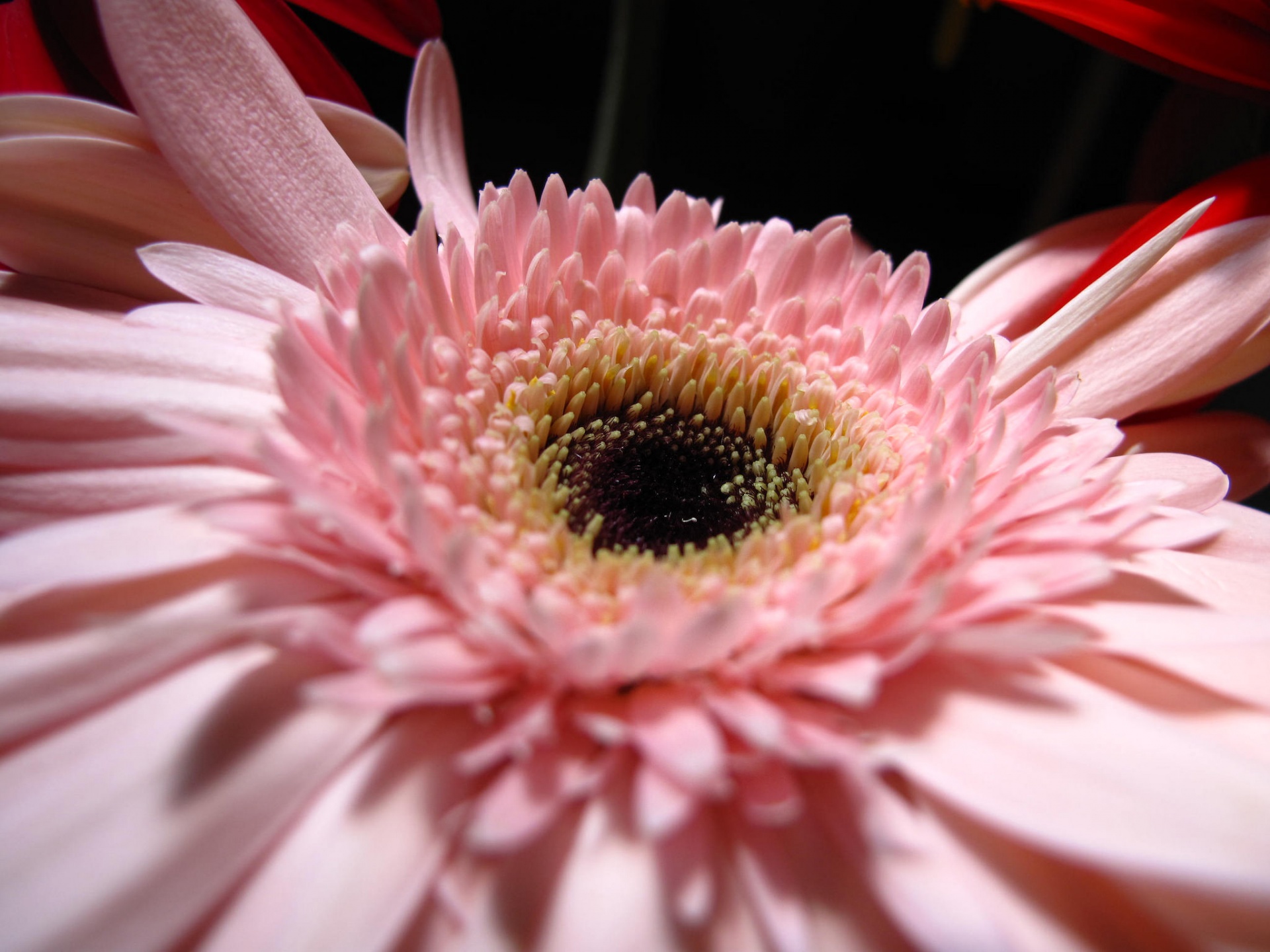 Beautiful Pink Flower, Daisy