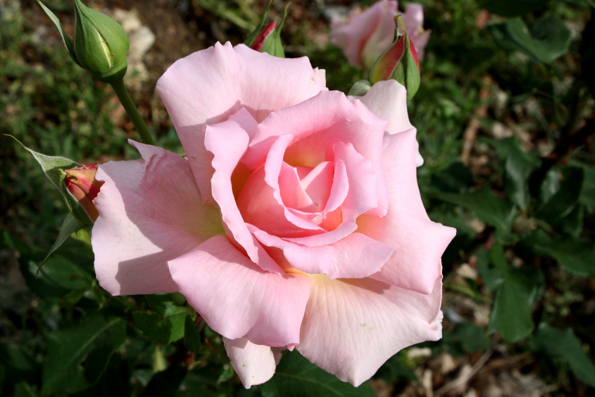 Belle Rose Rosa Claro Cor