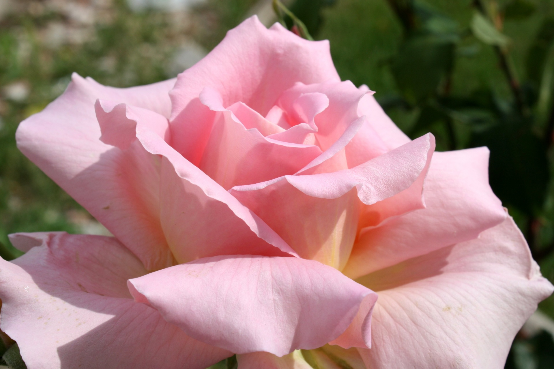 Belle Rose del color de rosa claro
