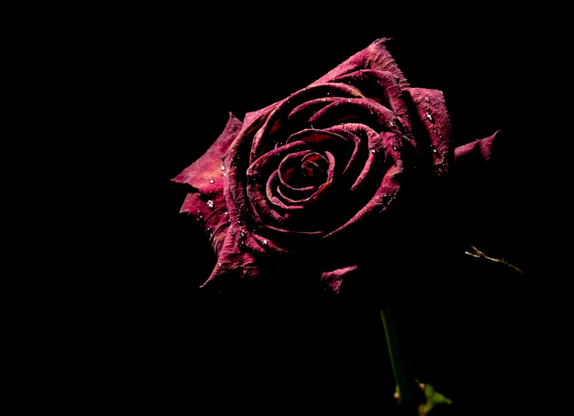 Beautiful Red Rose Black Background