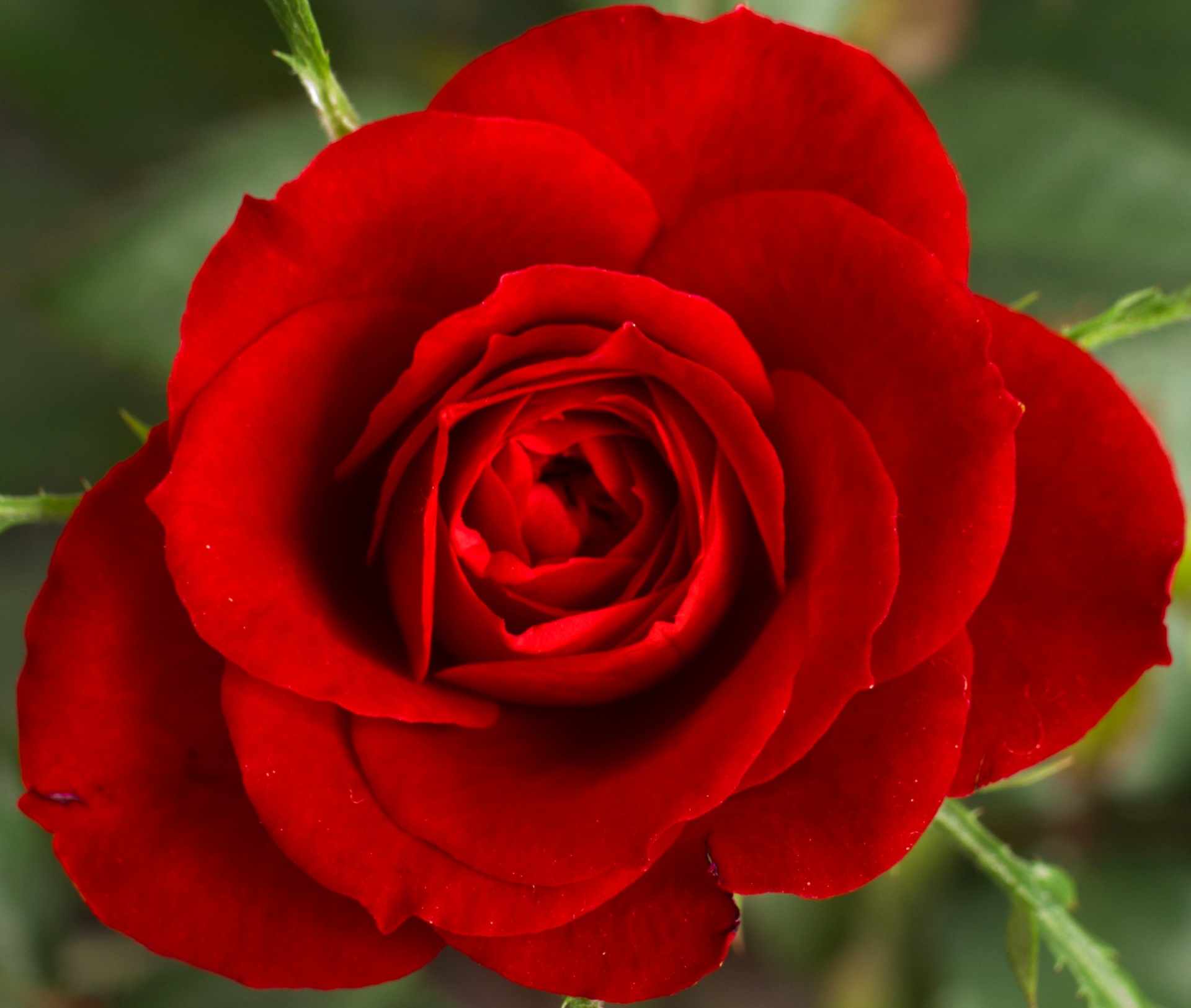 美しい赤は情熱のバラ