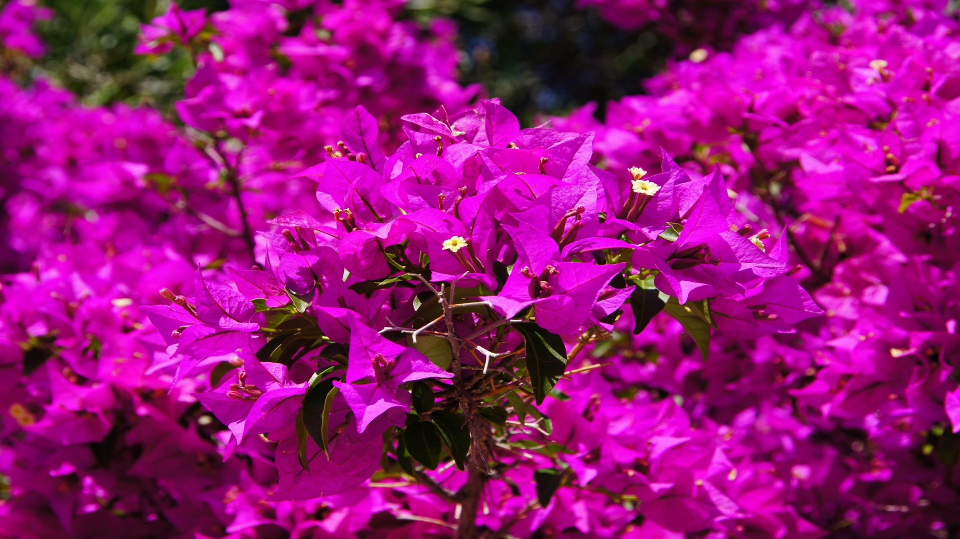 美しい花ブーゲンビリア