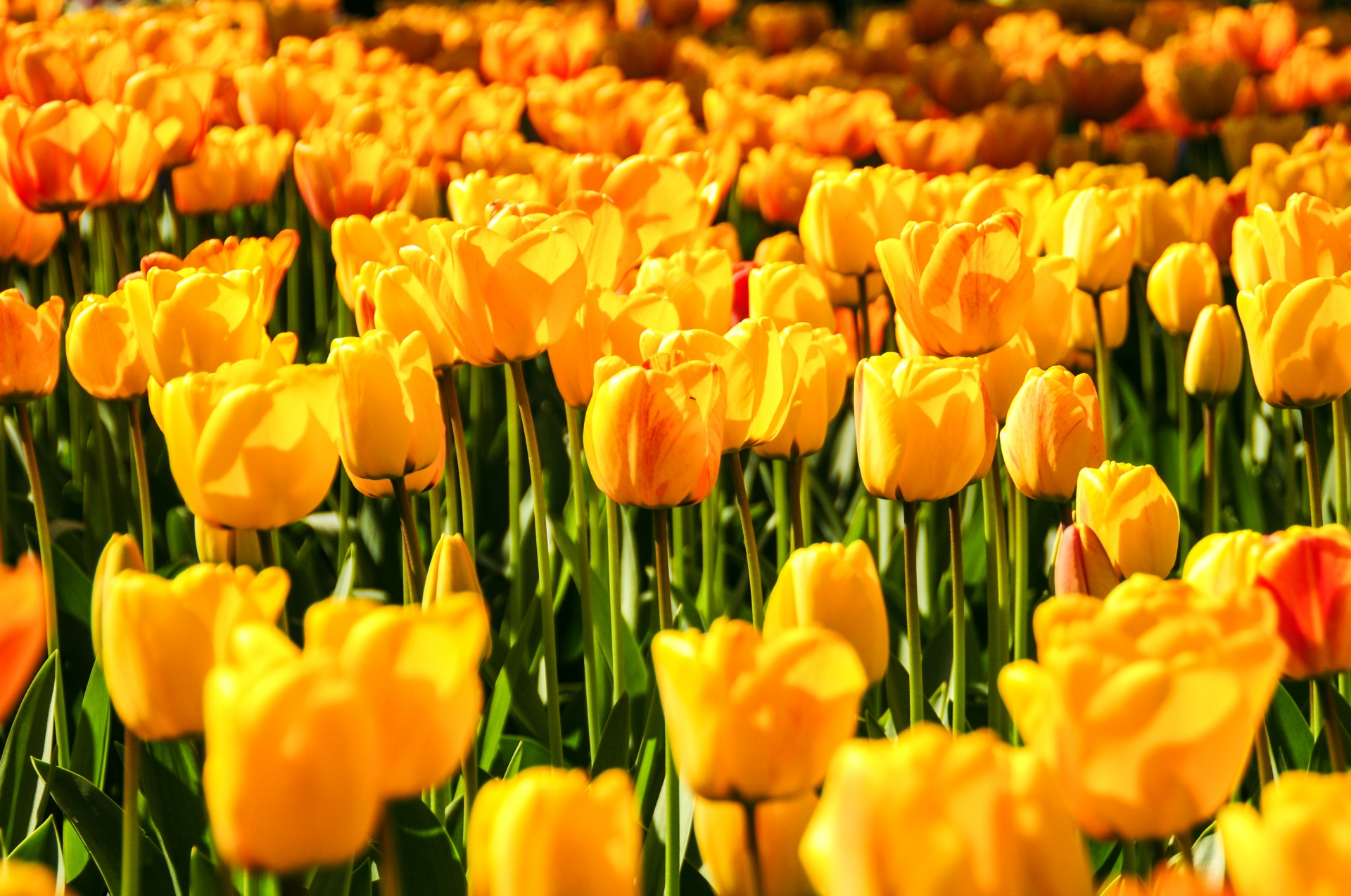 As tulipas amarelas bonitas
