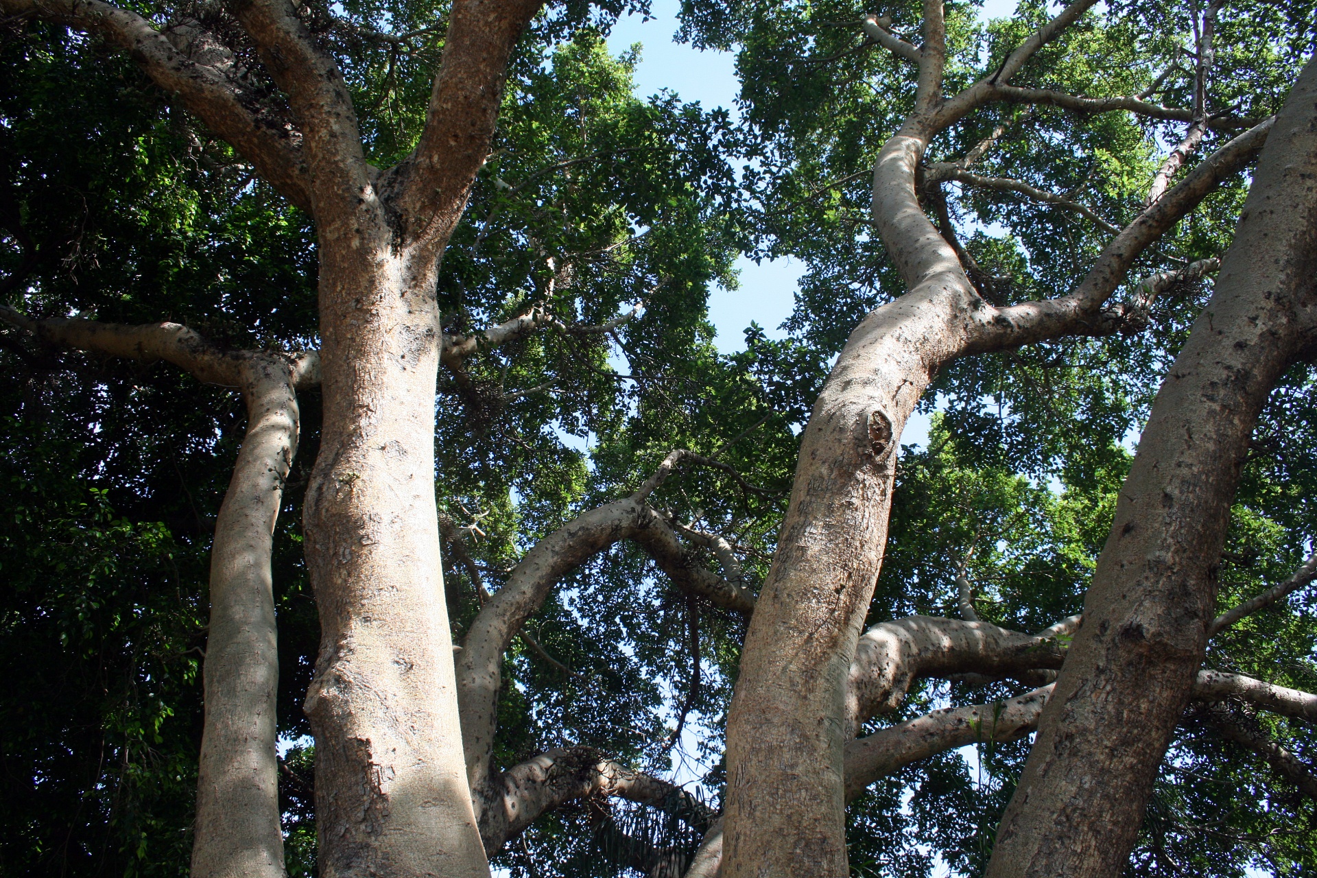 Grande árvore com jogo ramos pesados