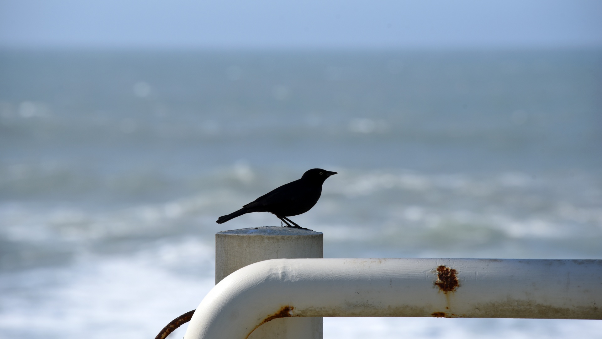 Pássaro preto em uma tubulação Branco