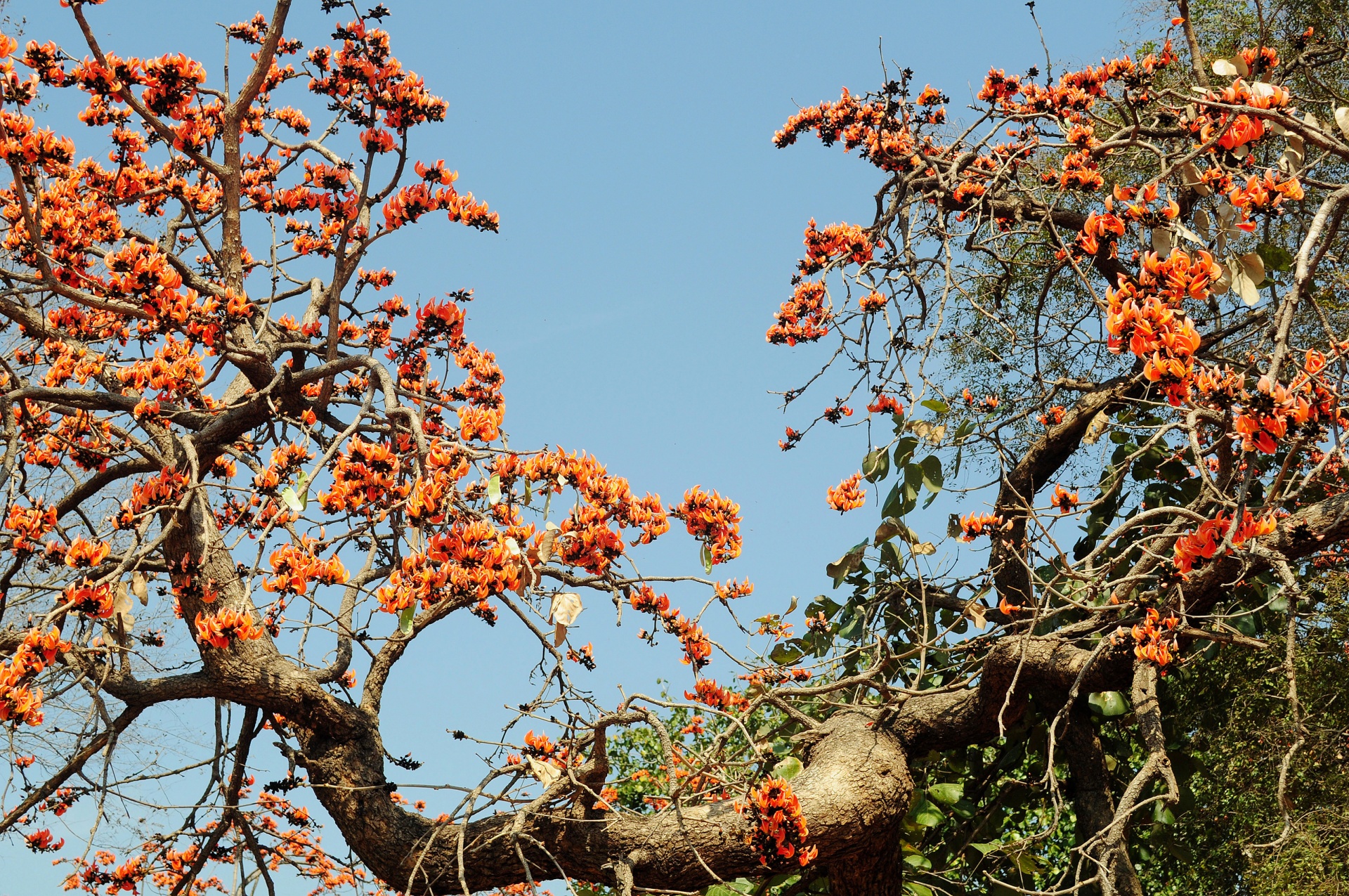 Árvores de florescência chhola