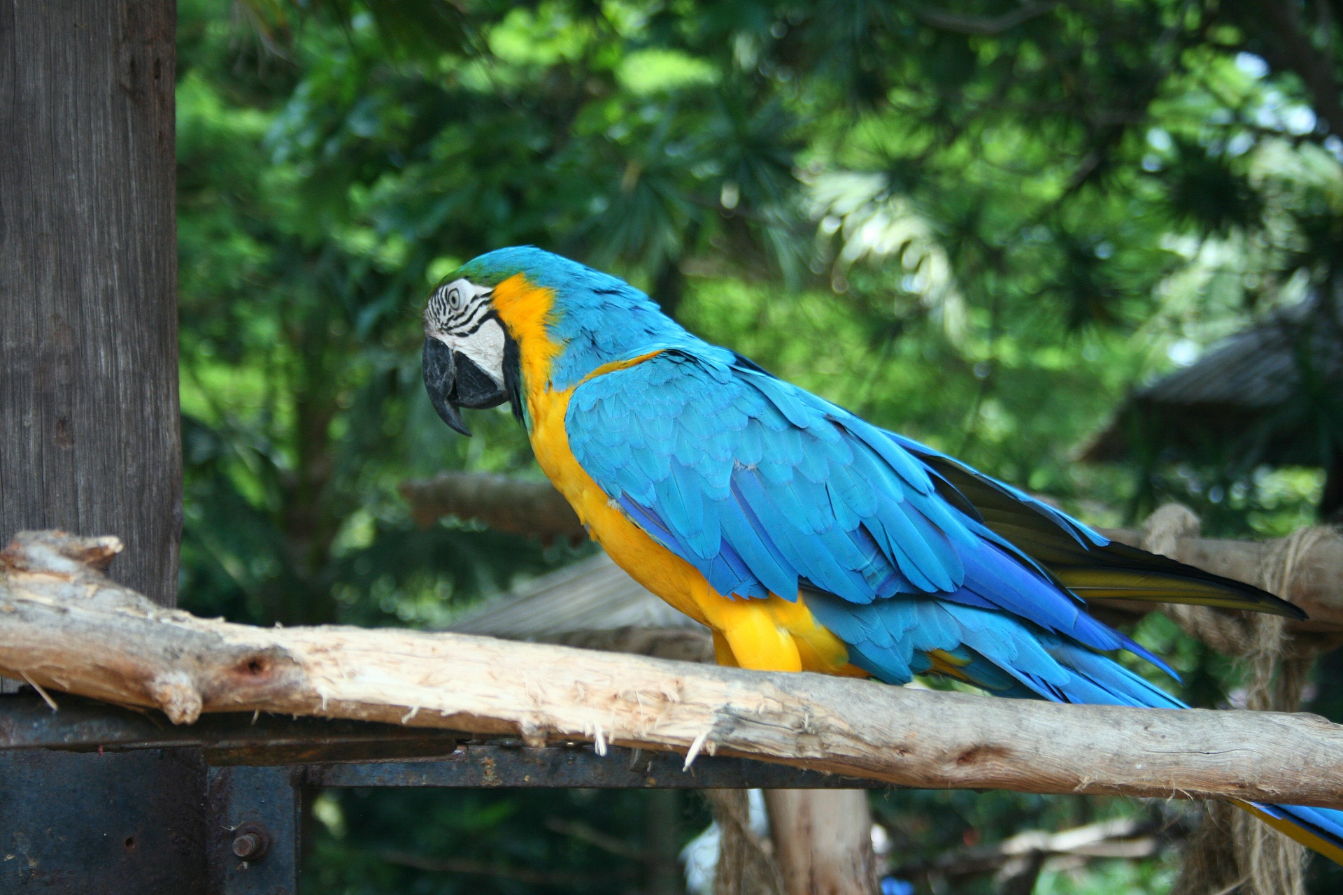 Blue And Yellow Macaw Parrot 2
