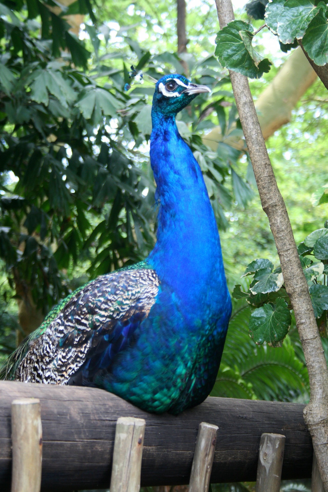 Blue Indian Peacock