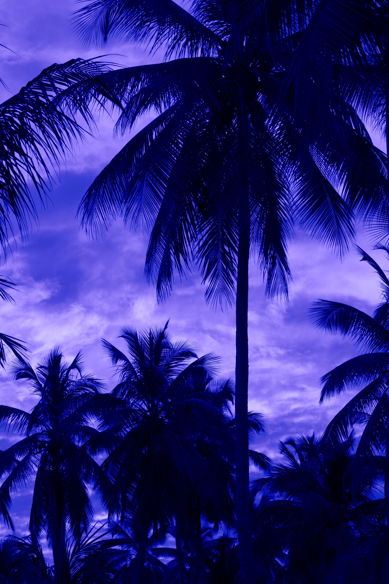 青色の椰子の木のシルエット