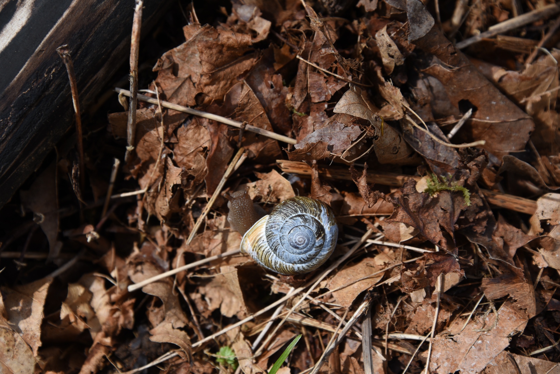 Blue Shell Snail