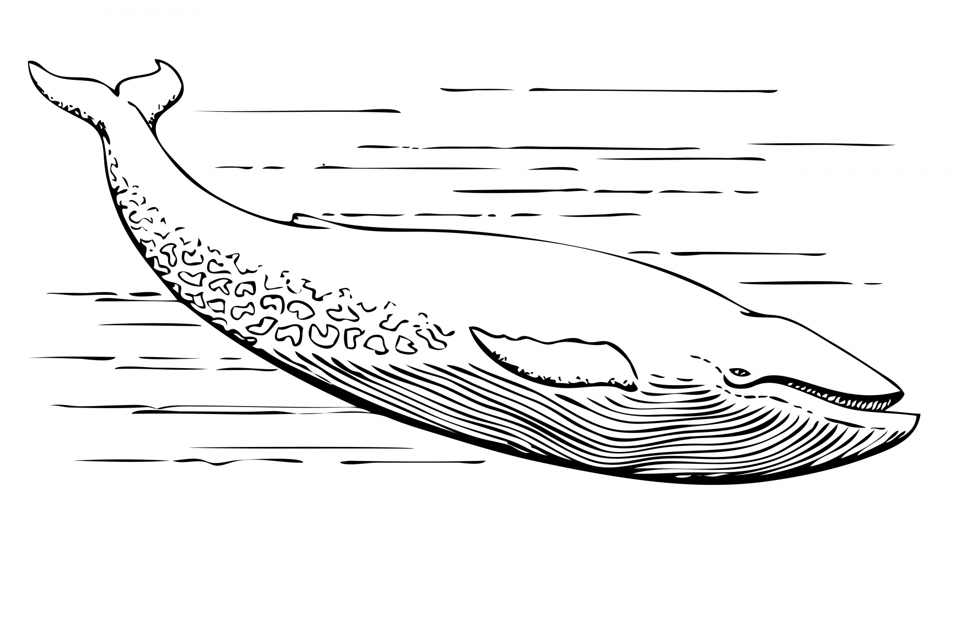 Blue Whale Illustration Clipart Free Stock Photo - Public ...