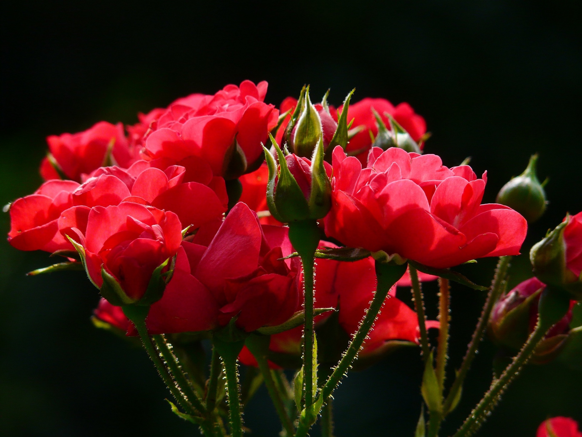 赤いバラの花束、お祝い