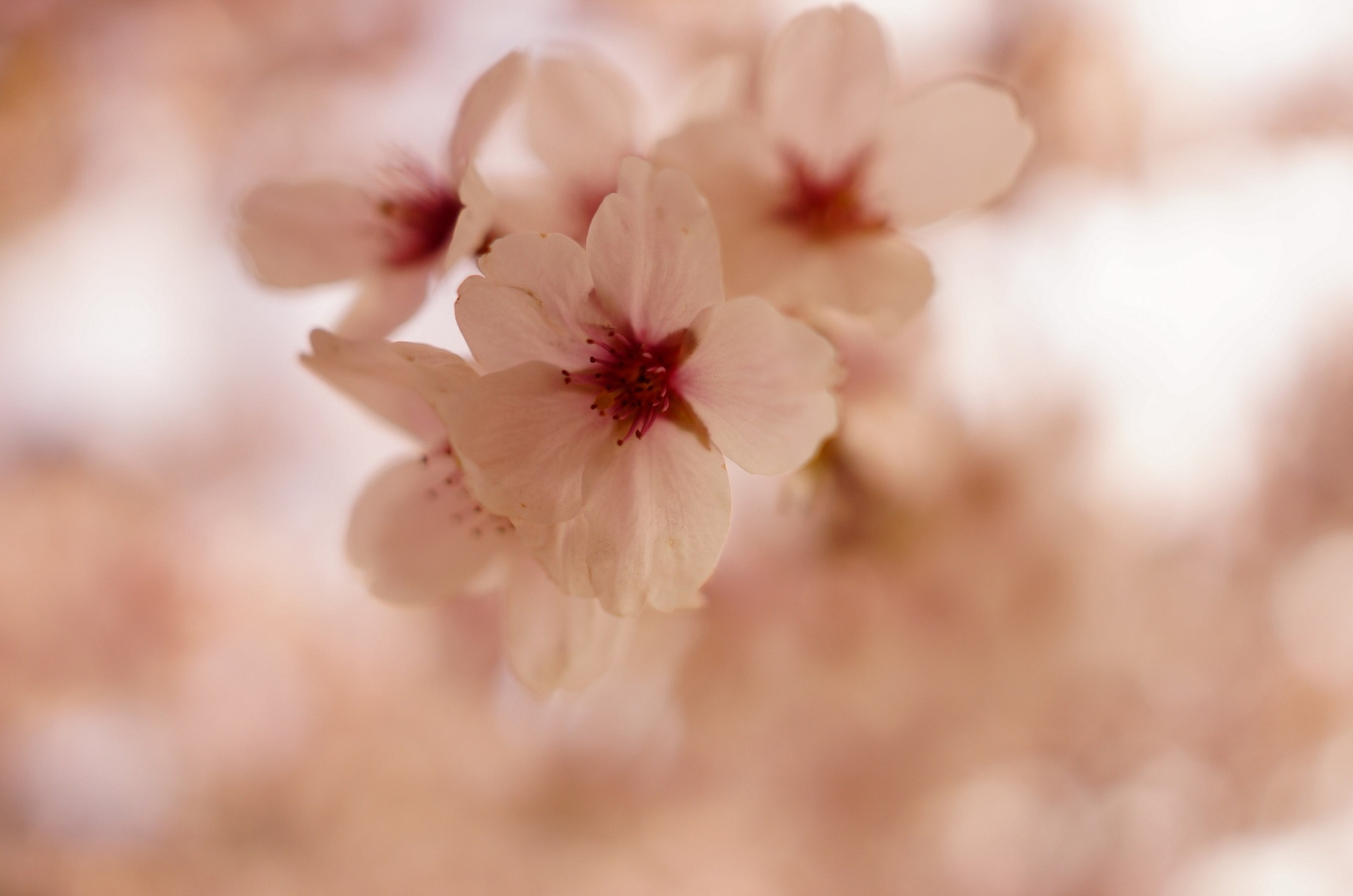 支店桜の花