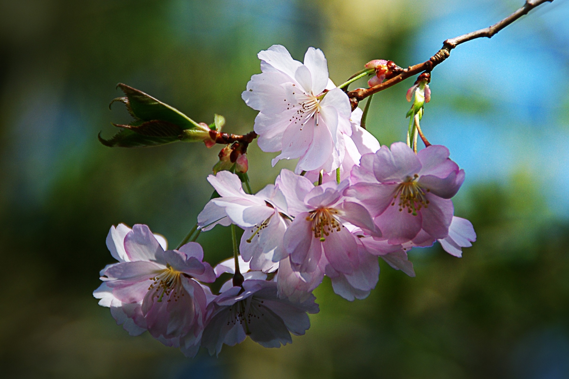 春の花の枝