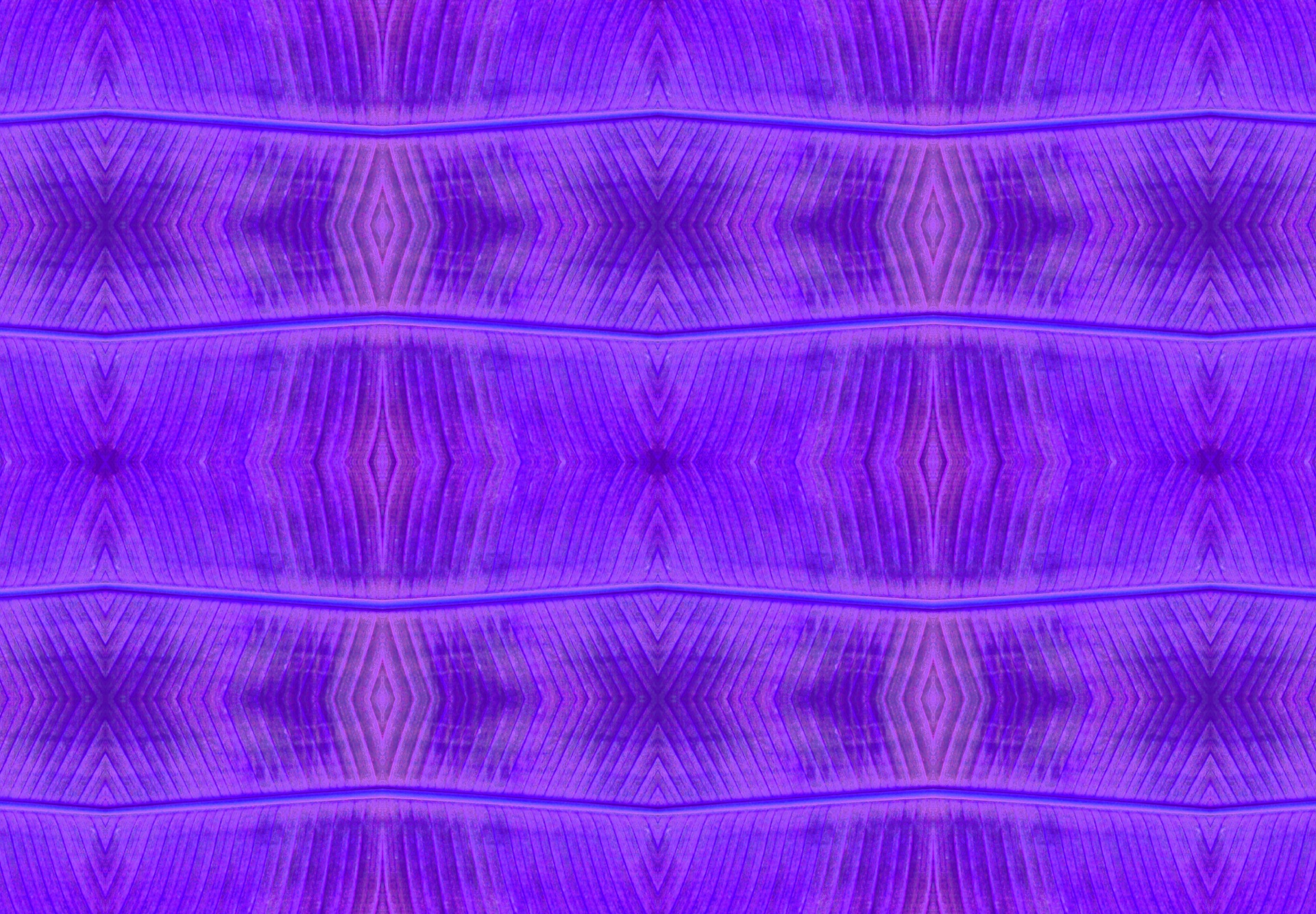 鮮やかな紫色のラインパターン