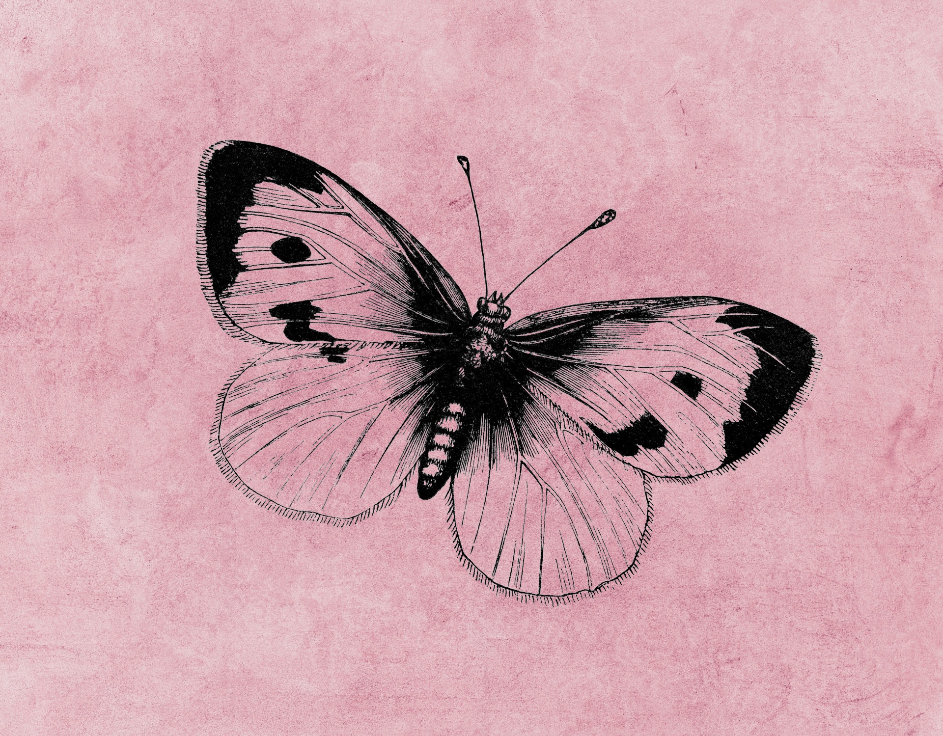 蝶ピンクの背景