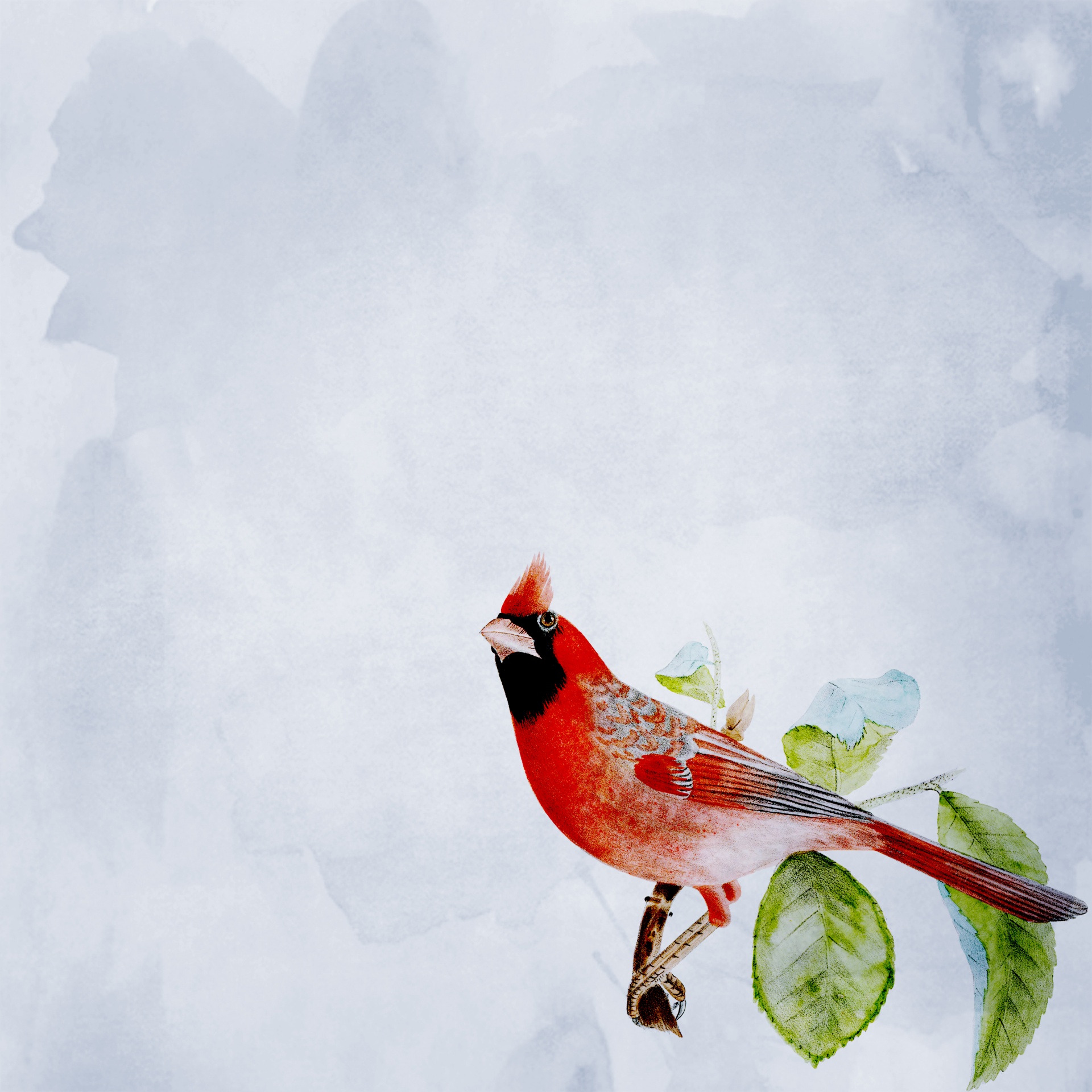 Antecedentes pájaro cardinal