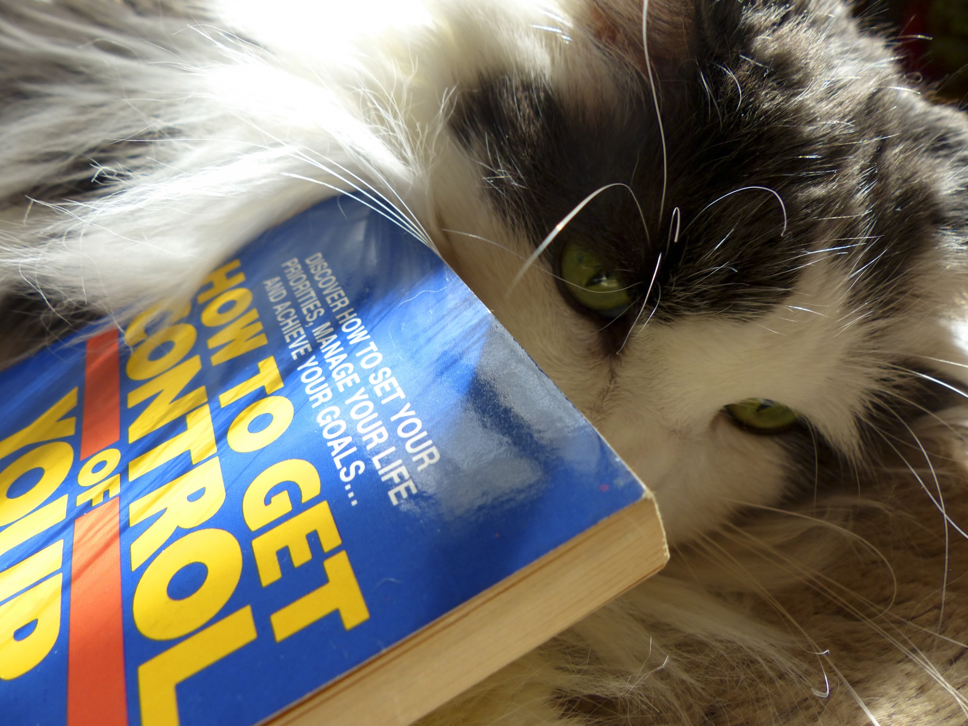 Cat And How To Book