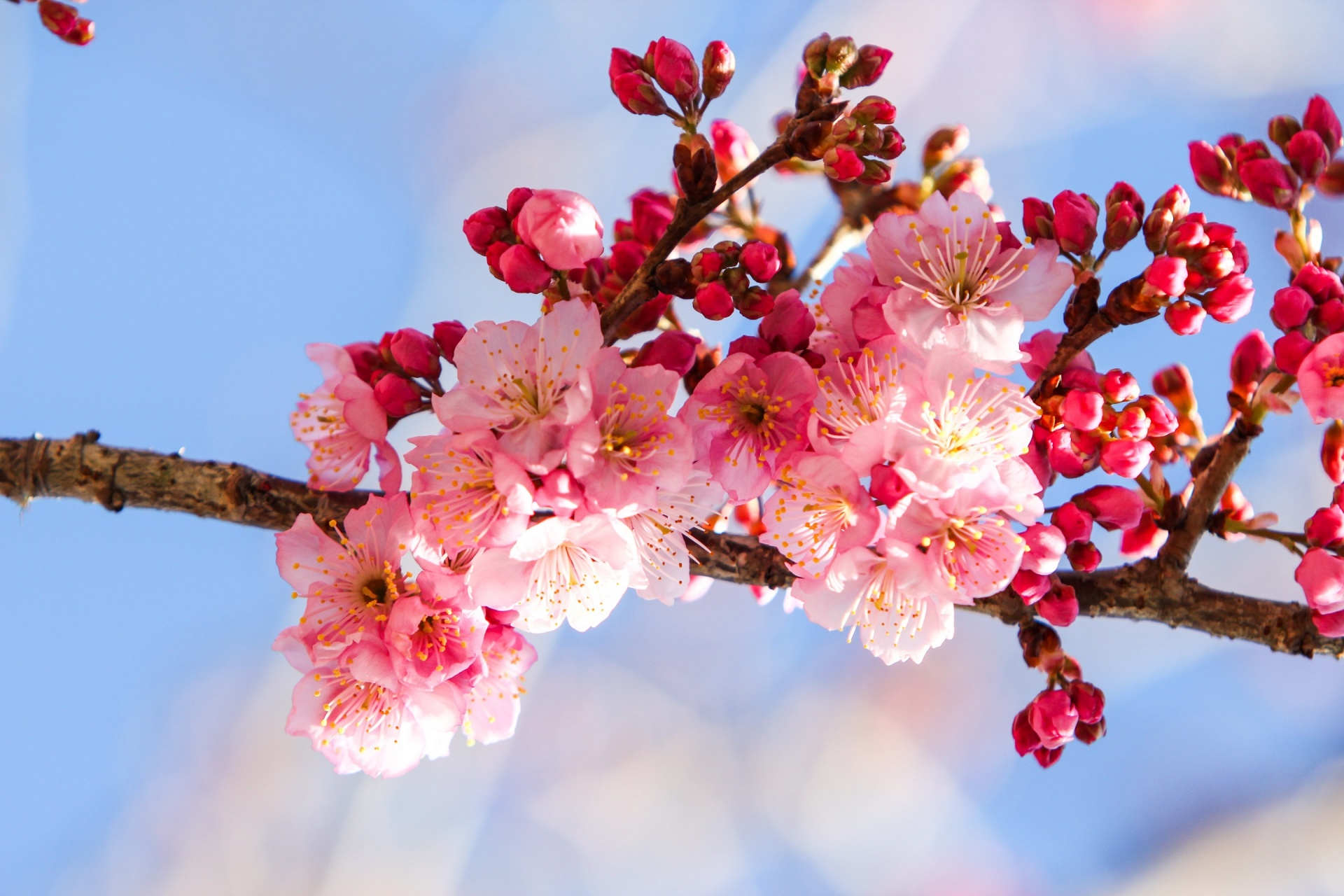 Cherry Flowery primăvară