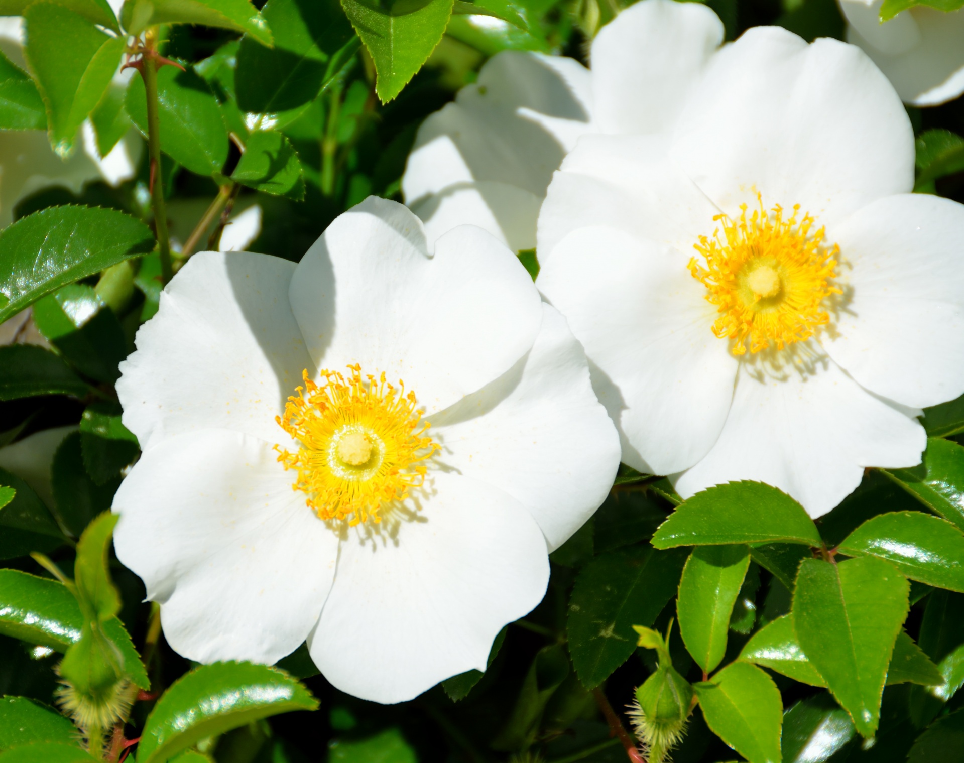 Cherokee Rose Free Stock Photo Public Domain Pictures