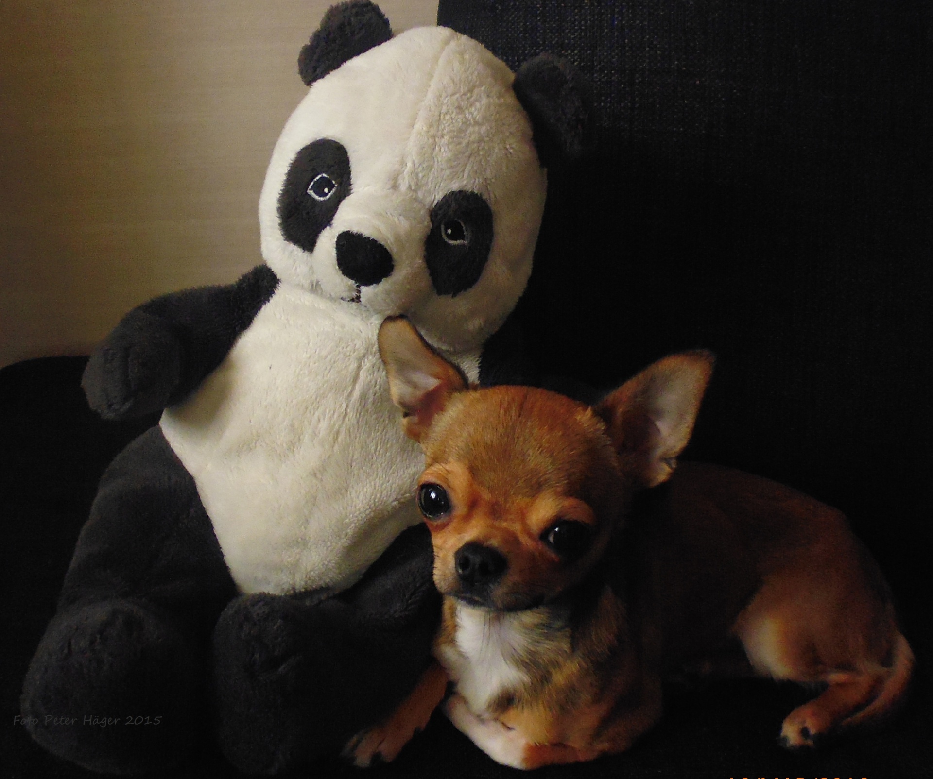 Chihuahua y oso panda