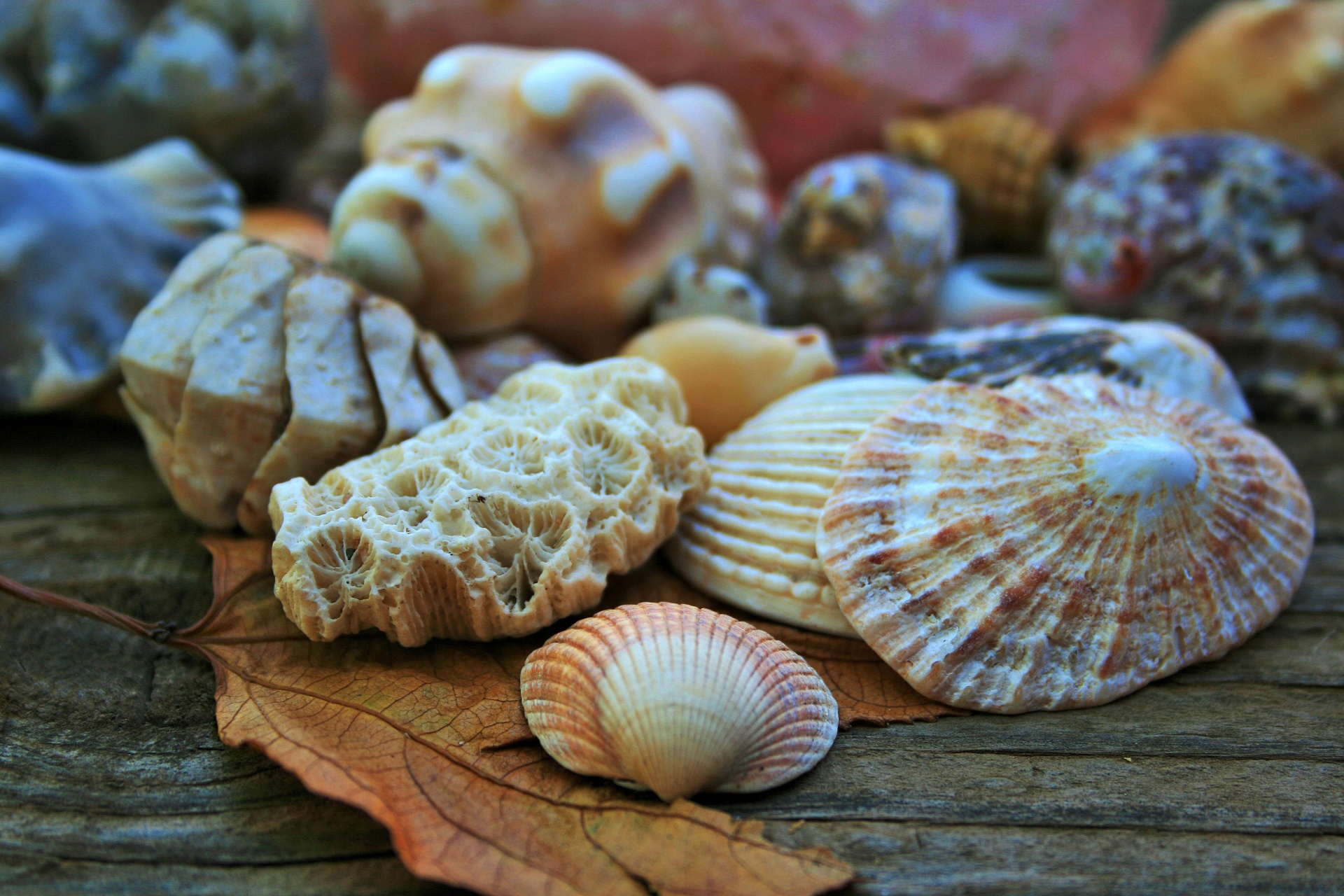 Clam shell e coral