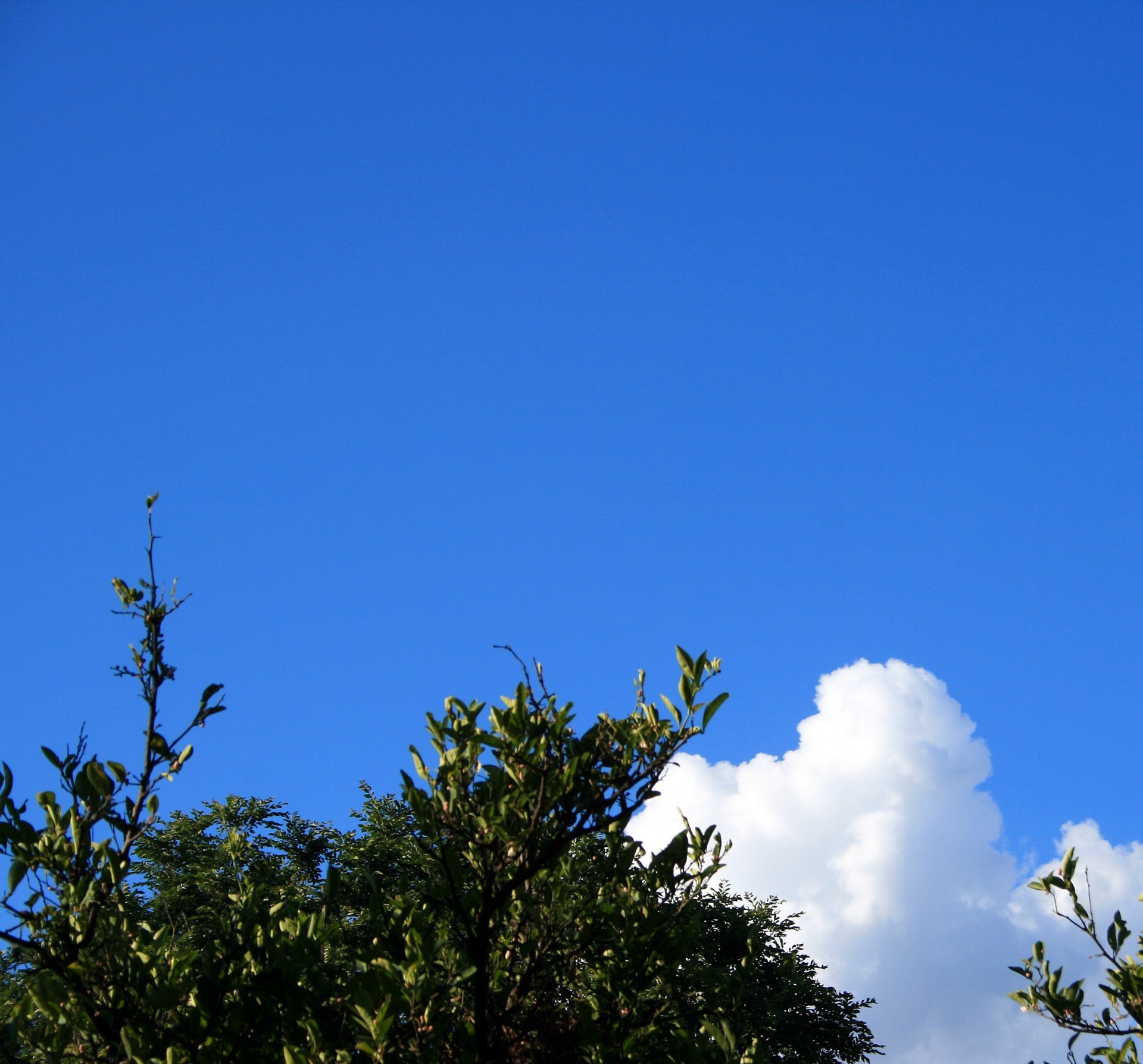 Céu azul claro com árvore e nuvem