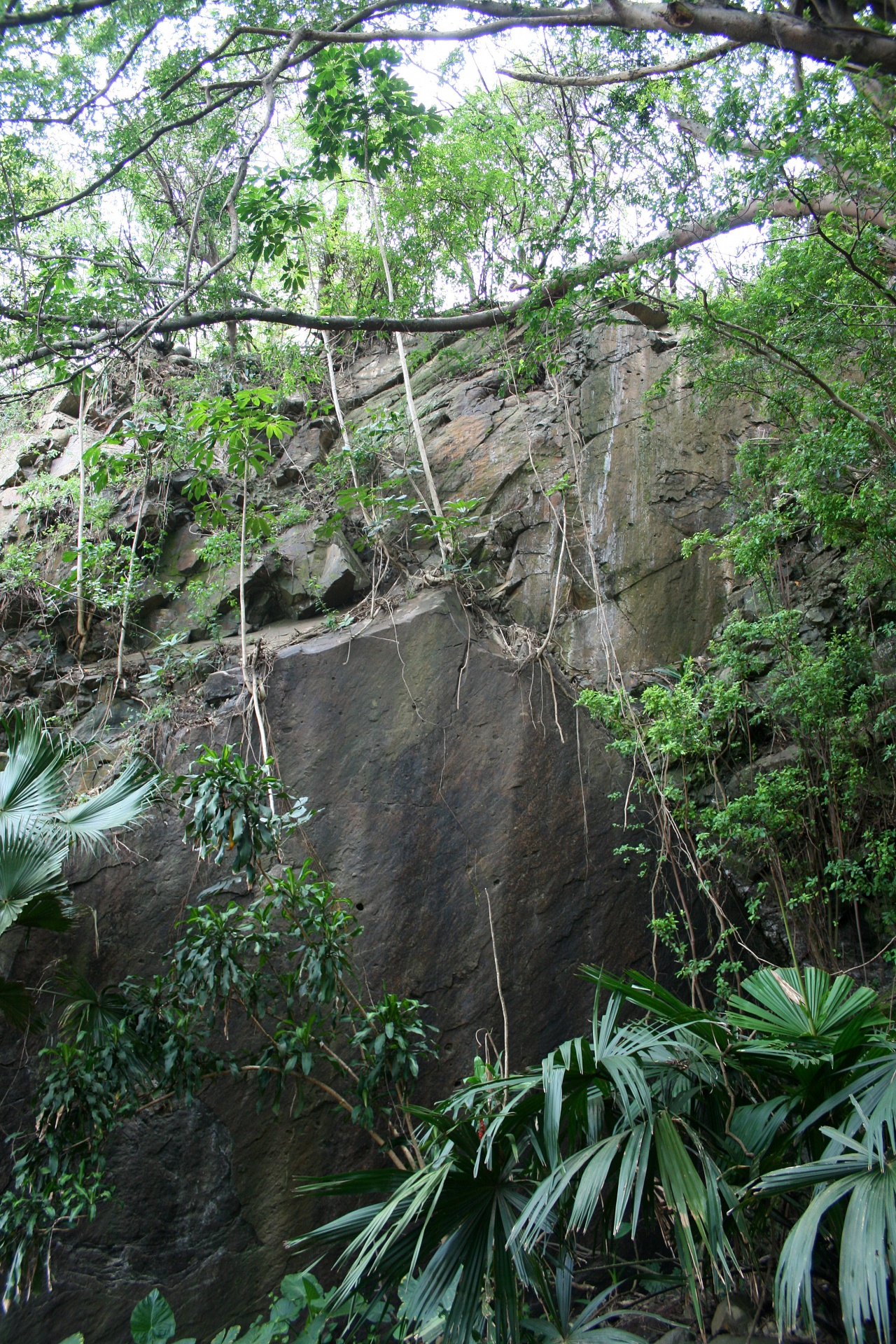 Cliff Face And Plants