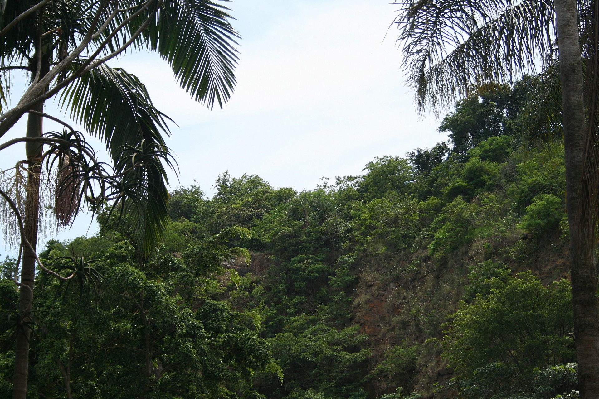 亜熱帯植物と崖