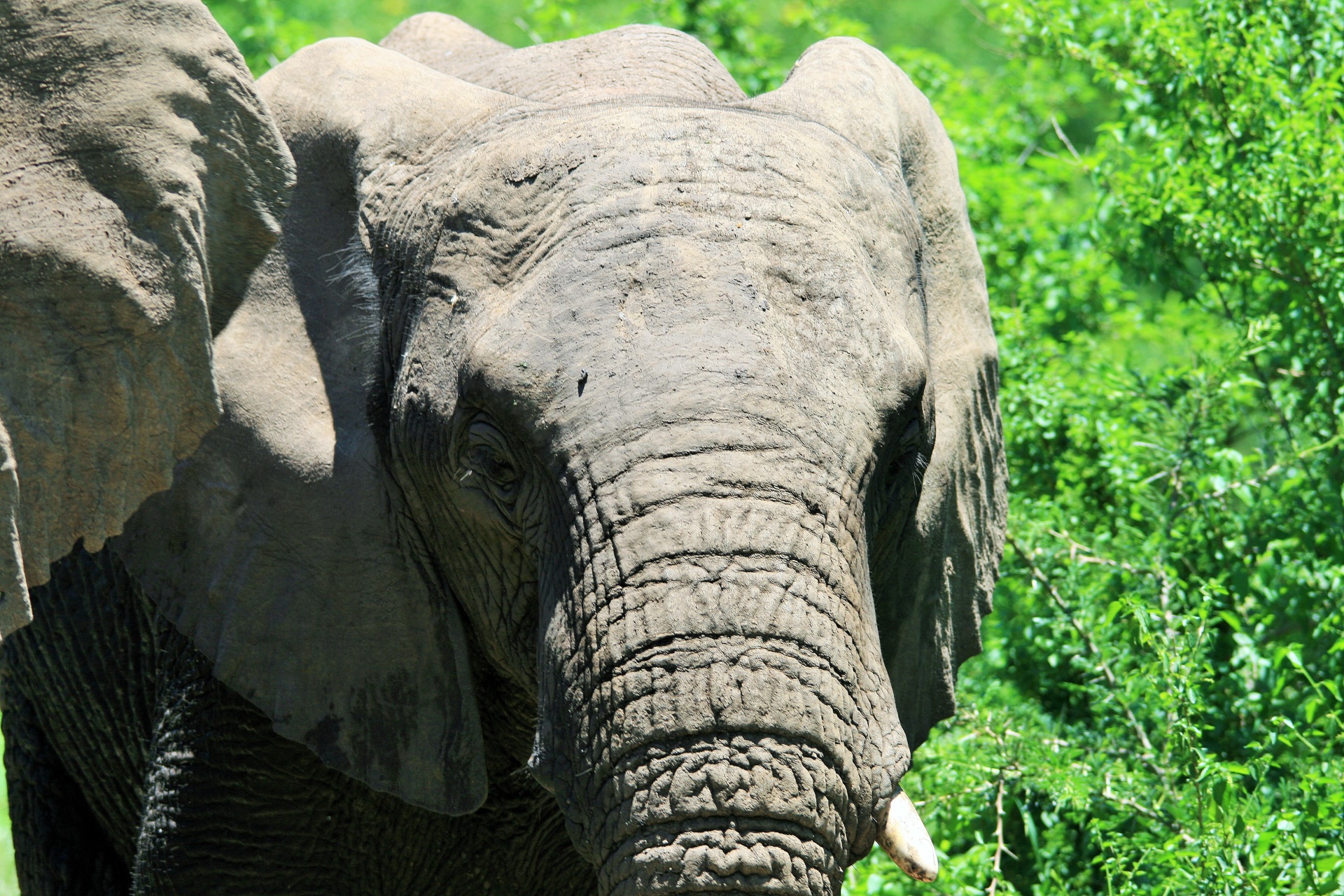 Close-up de elefante africano
