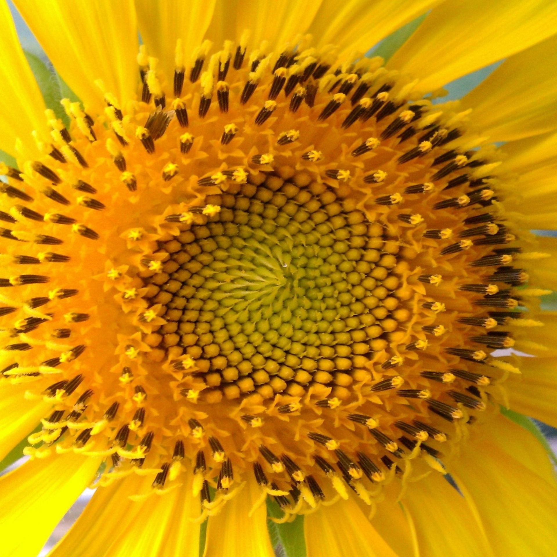 Heart Of Sunflower, Helianthus