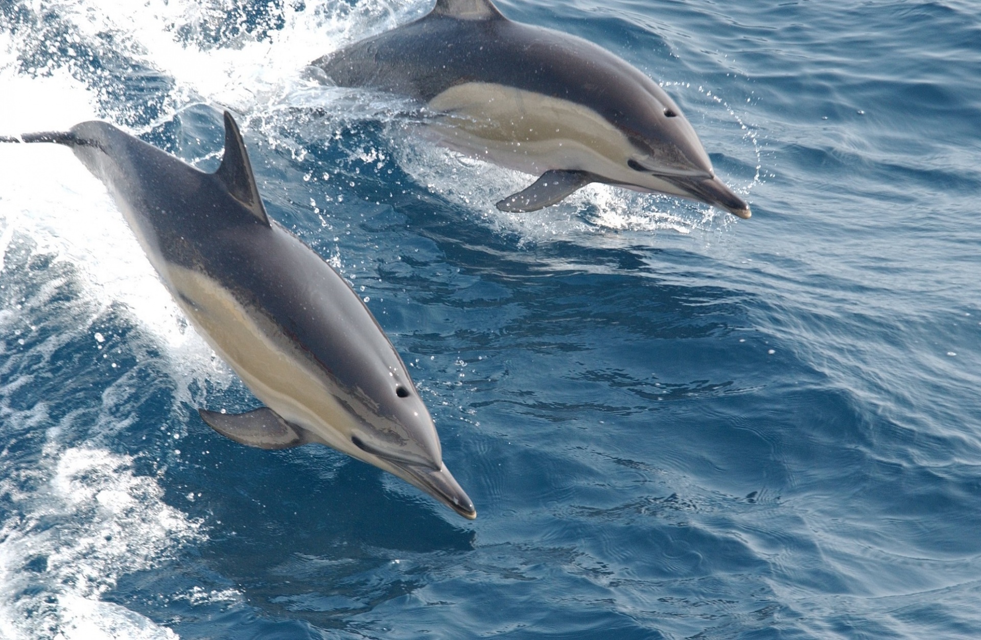Coppia di delfini, oceano Curious