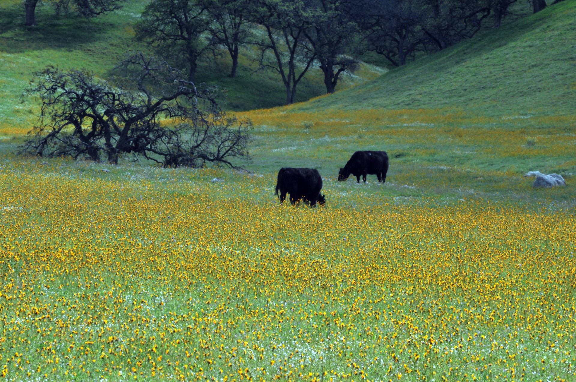 Vacas en prado de flores silvestres