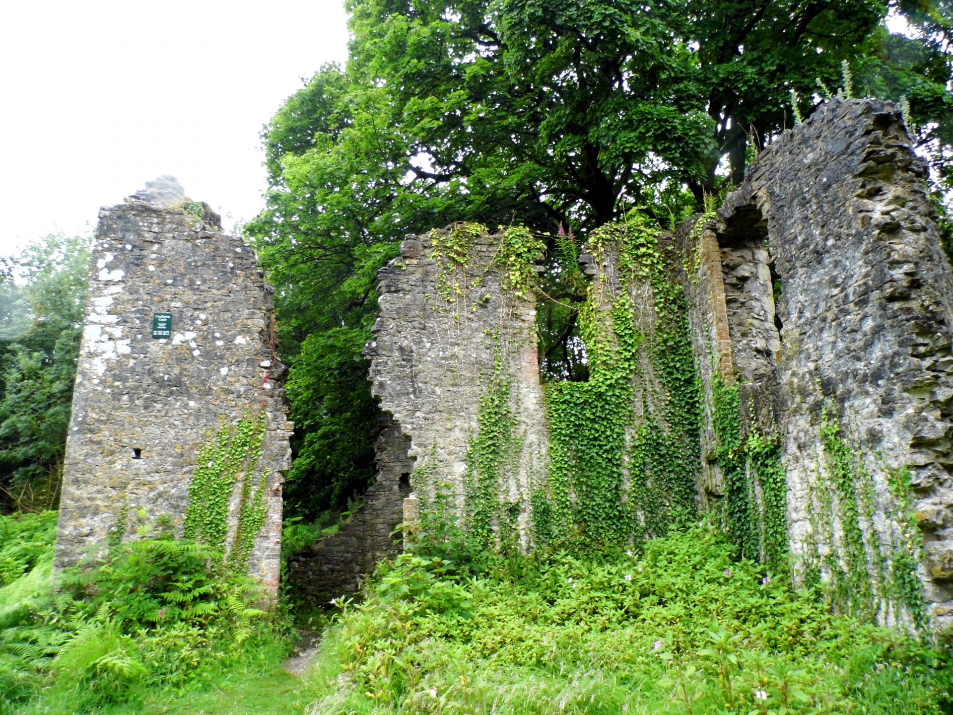 Creeping Ivy Castle
