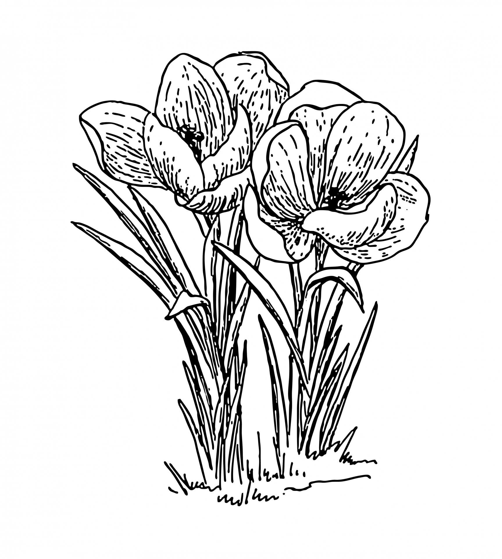 クロッカスの花のイラスト