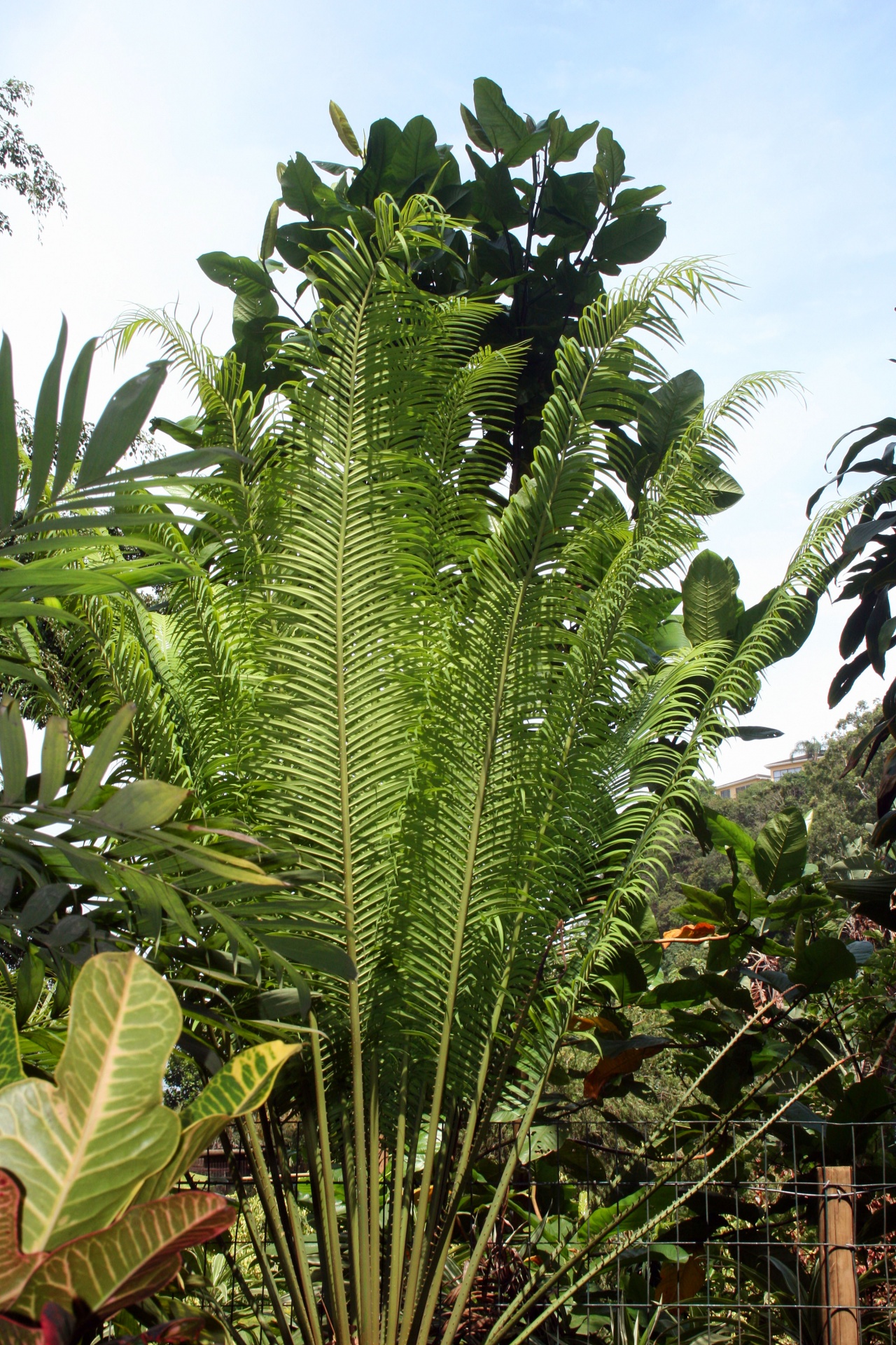 Cycad e outras plantas subtropicais