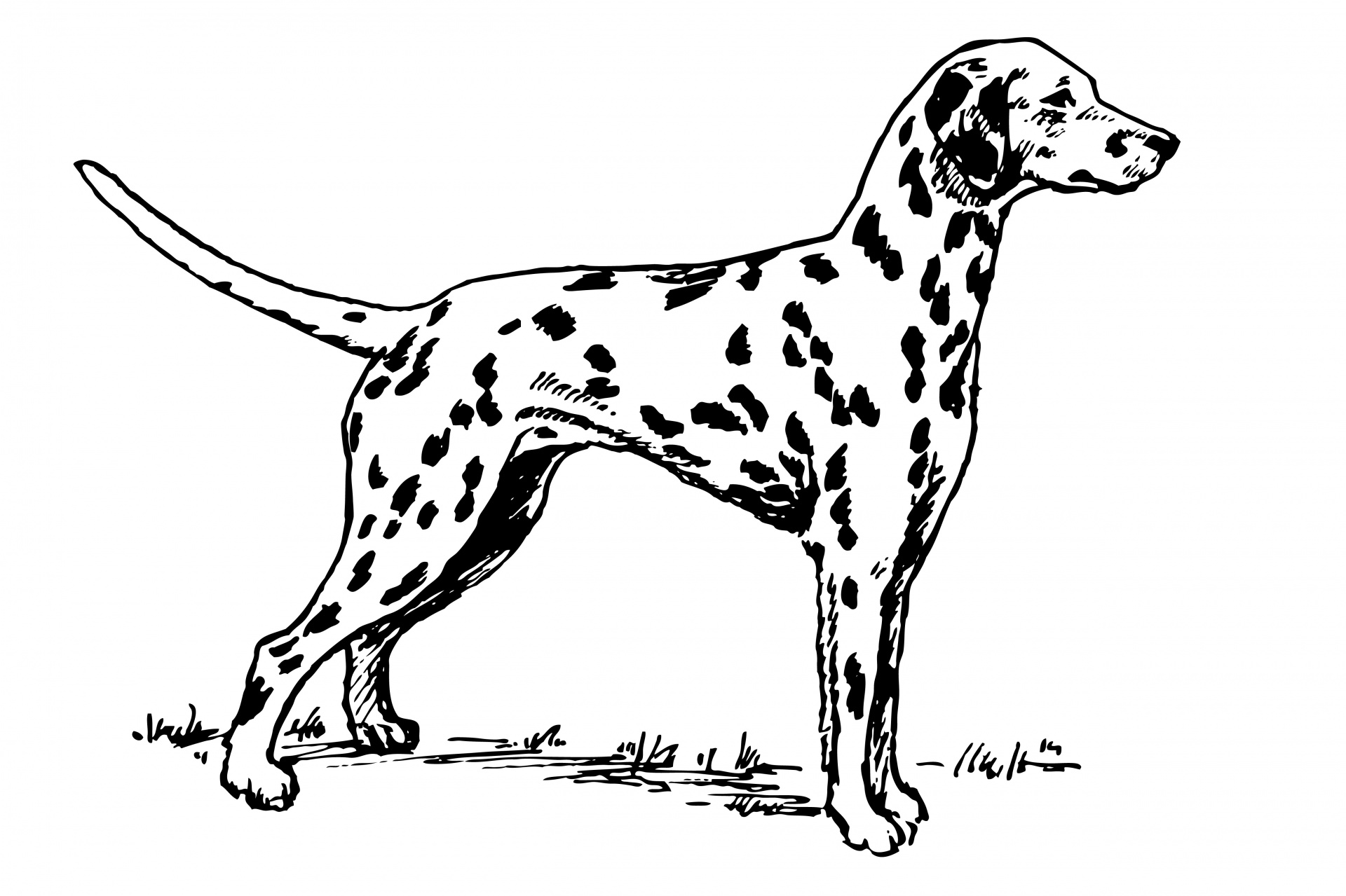 ダルメシアン犬のクリップアート